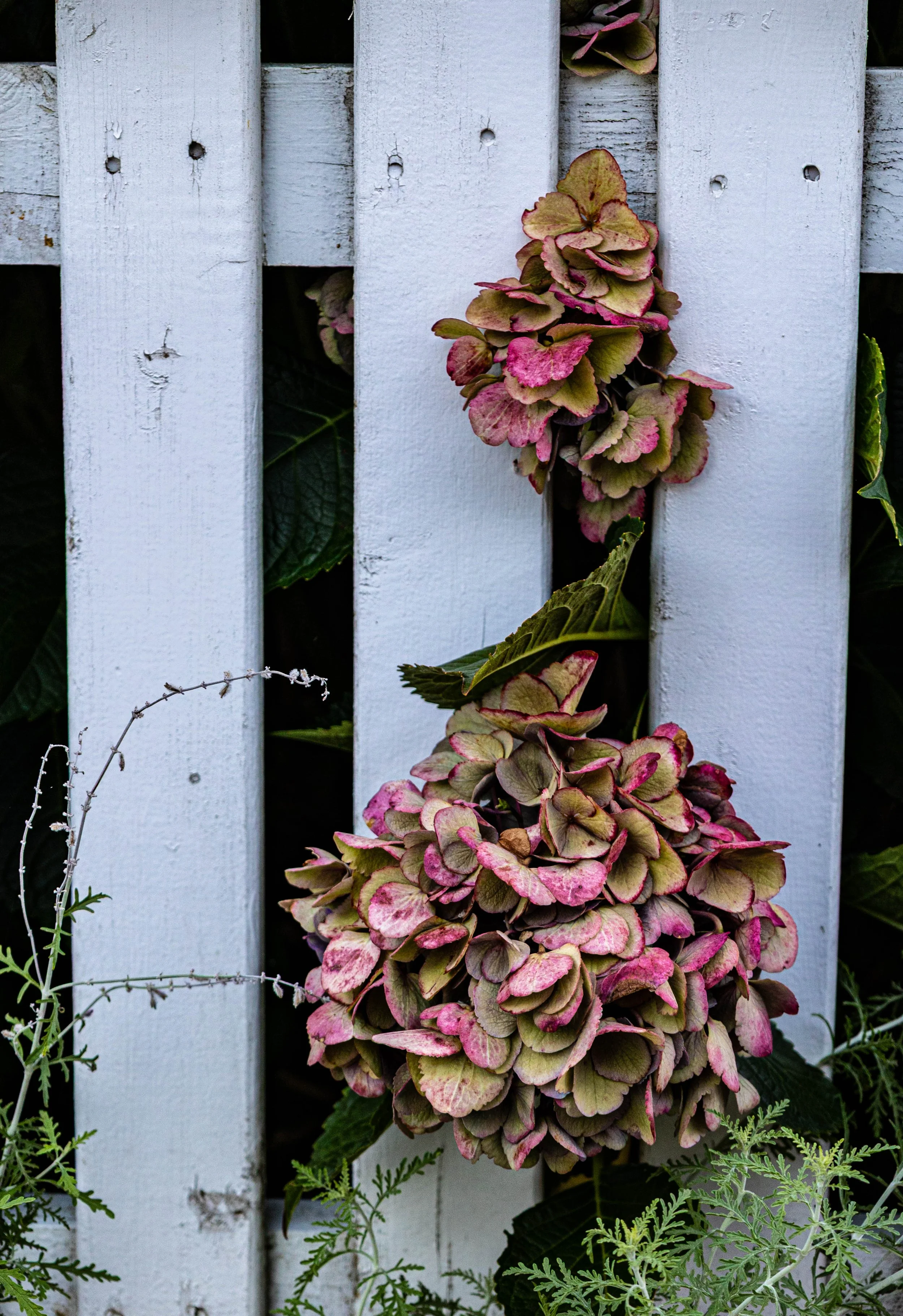 CapeFenceFlower2021.jpg