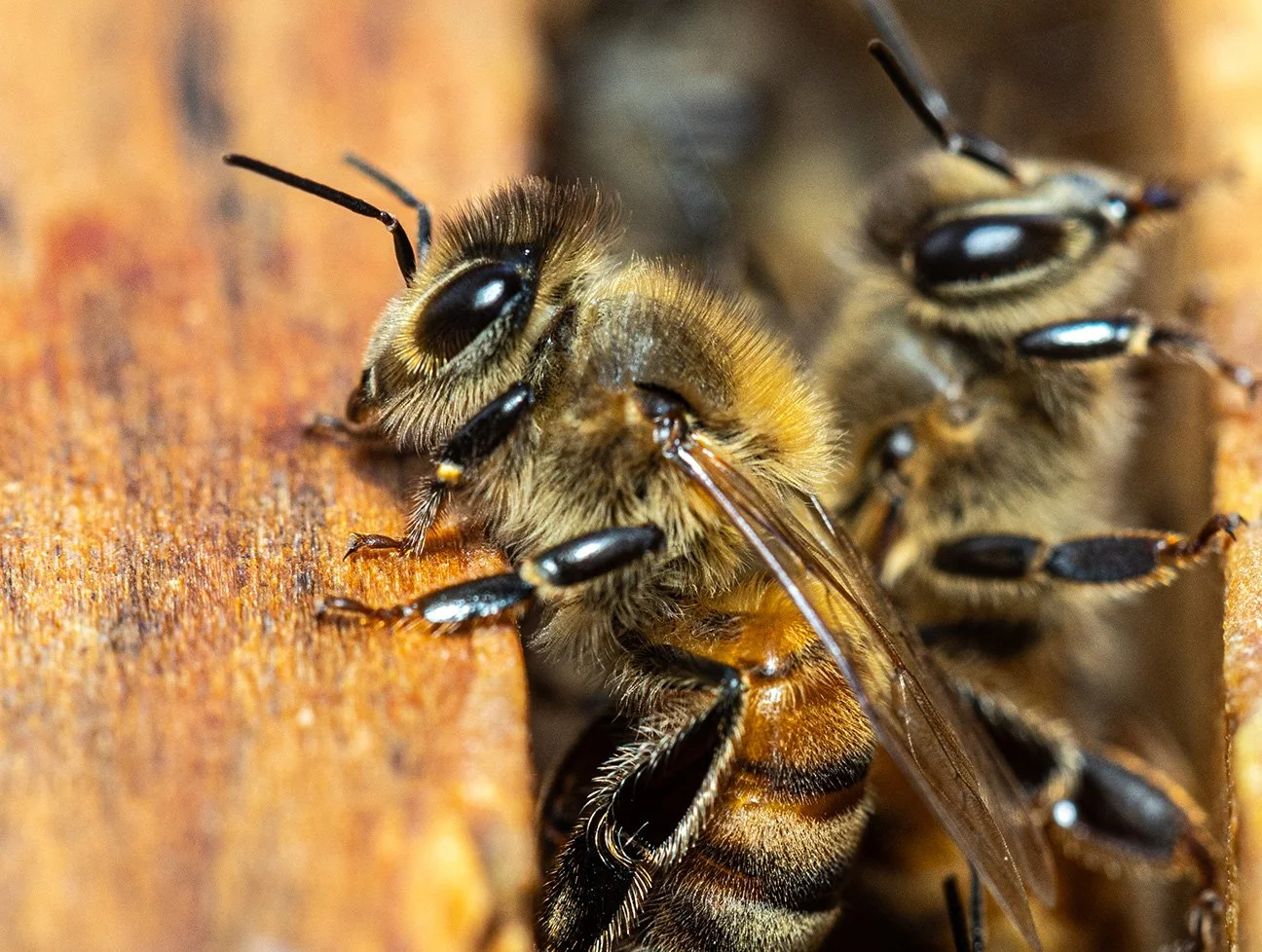 Bee2.6.21.2026small.jpg