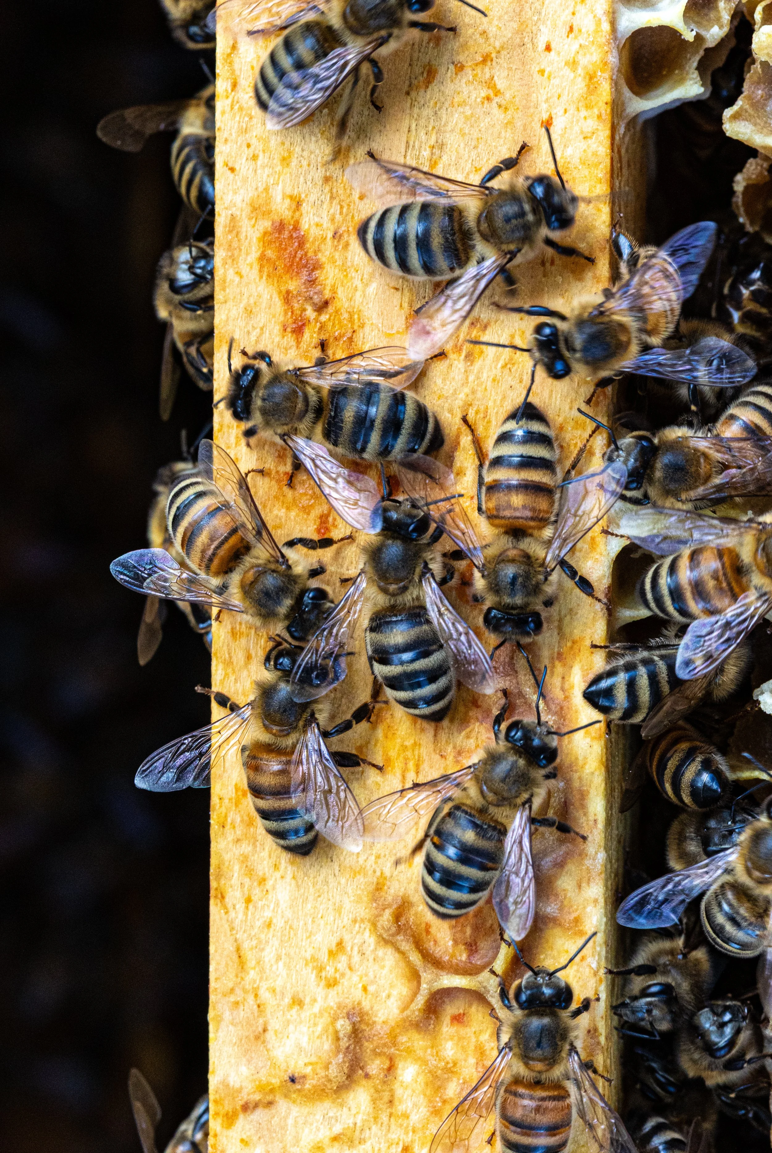 Bee3.6.21.2026.jpg