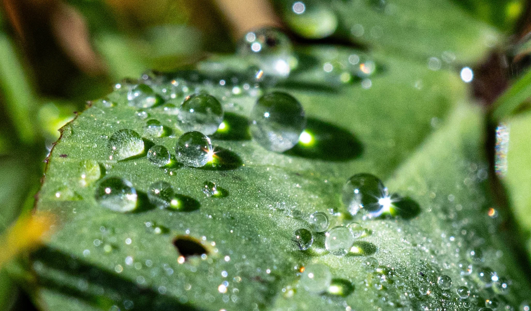Droplets.2026.jpg