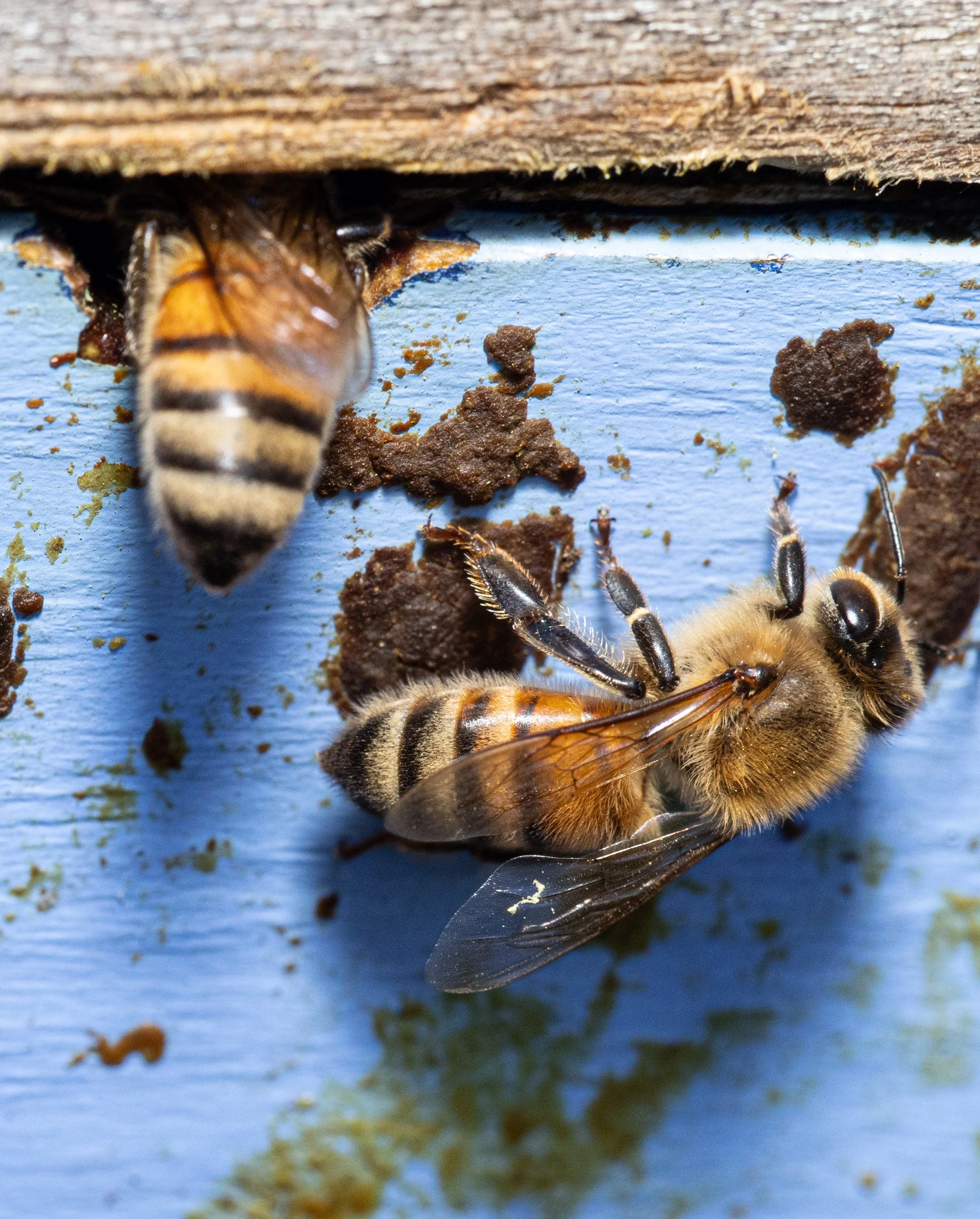 Bee6.6.21.2026.jpg