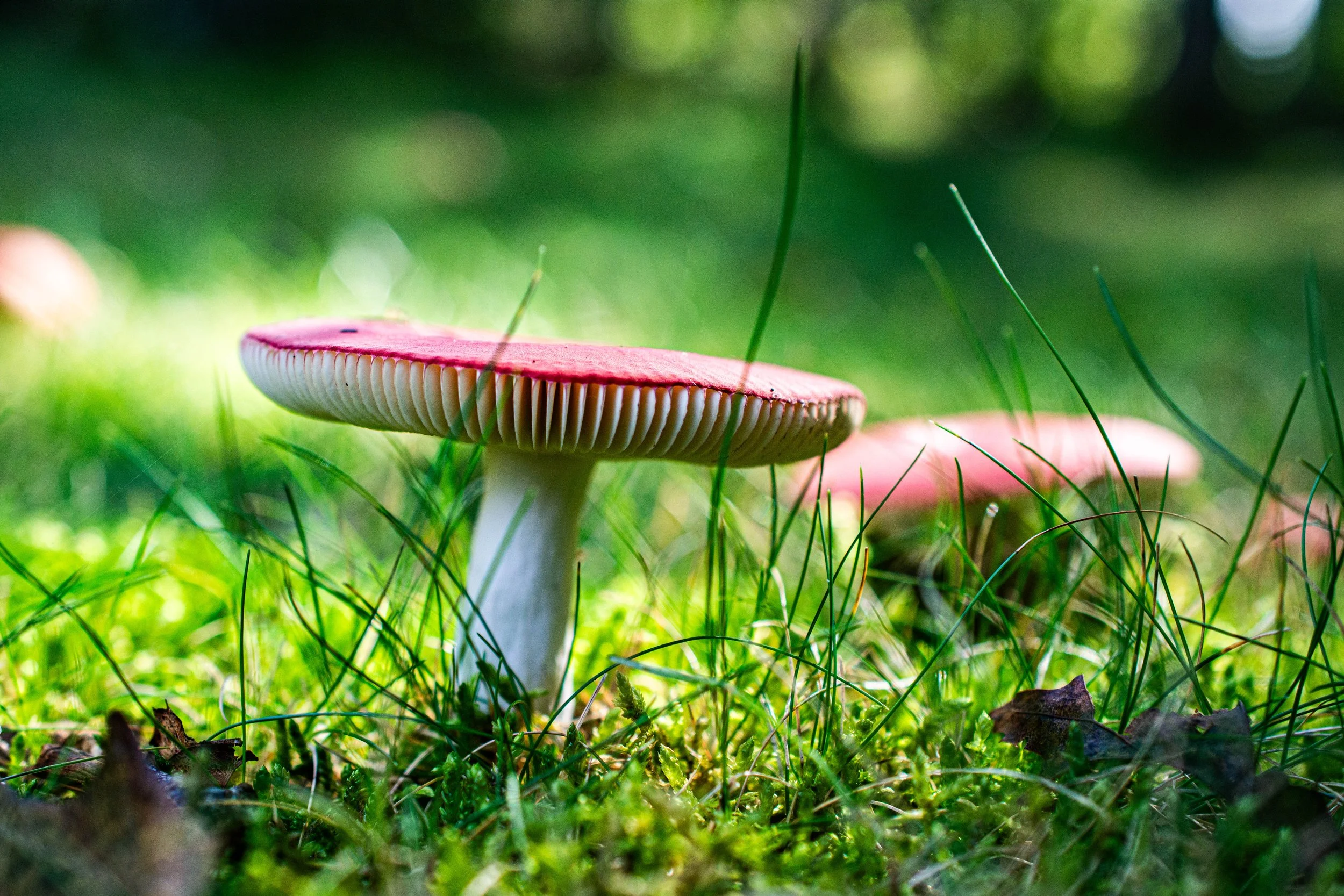 MushroomsCloseUp.2018.jpg