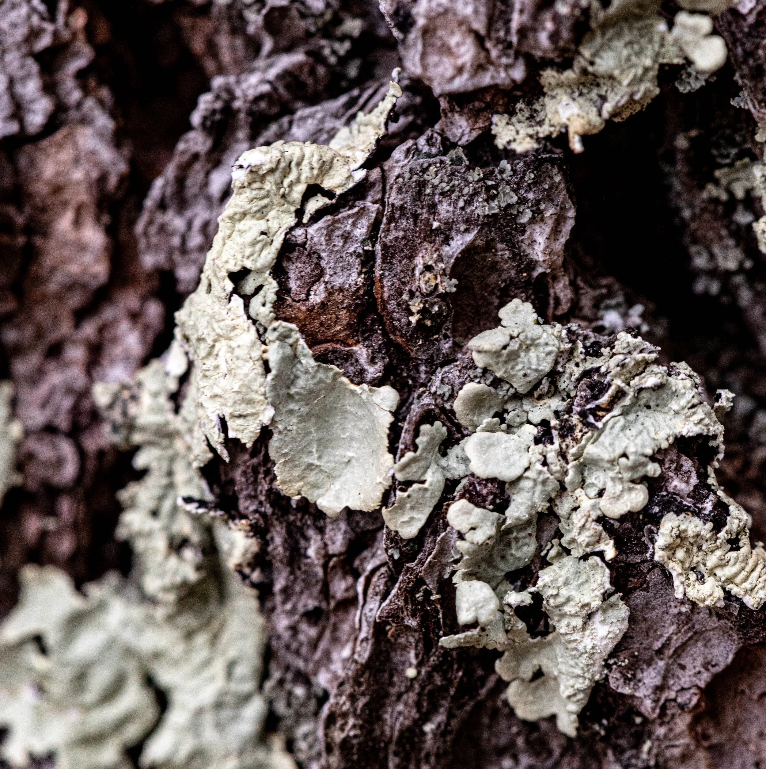 TreeFungus.2026.jpg