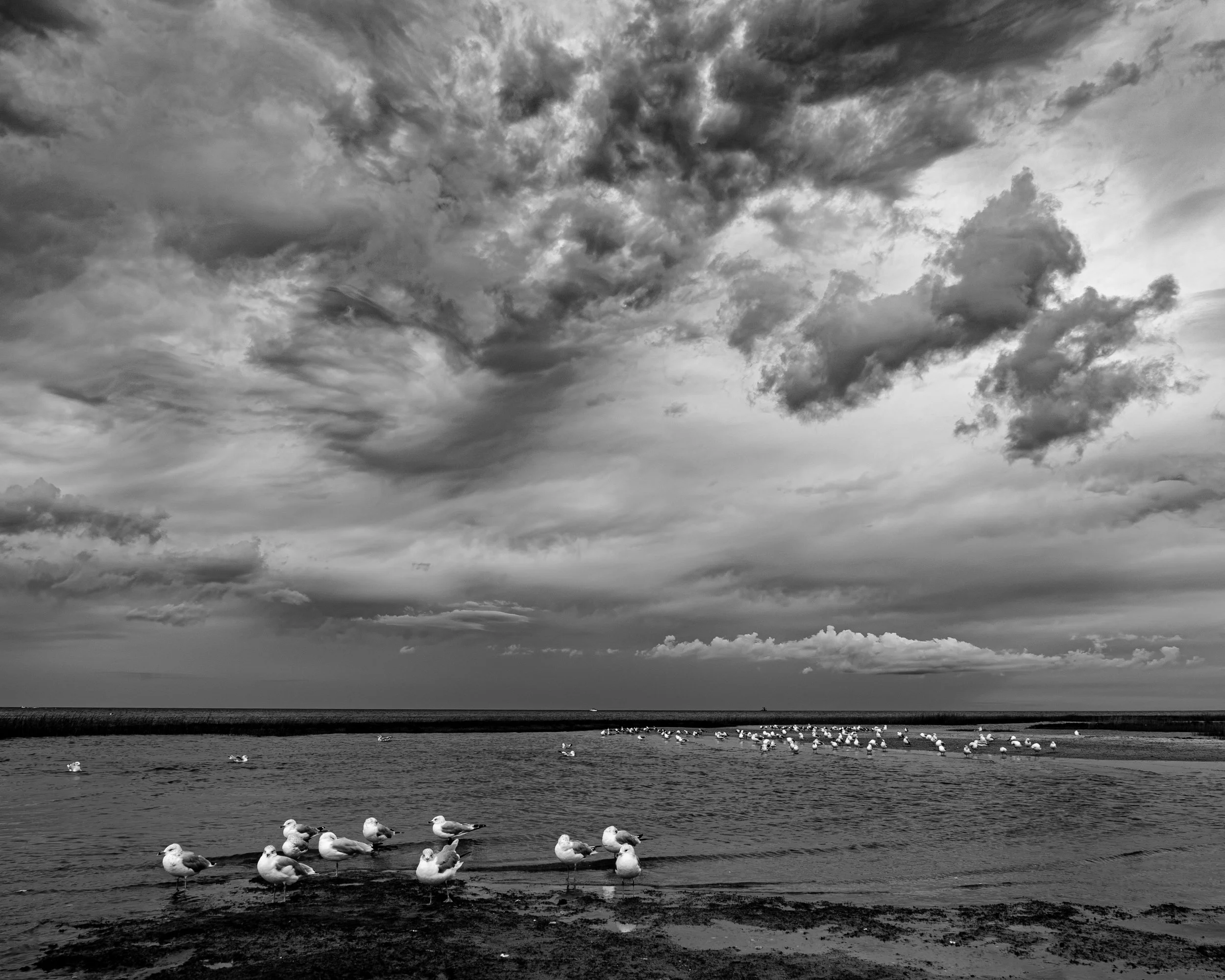 Seagulls9.6.2021.jpg