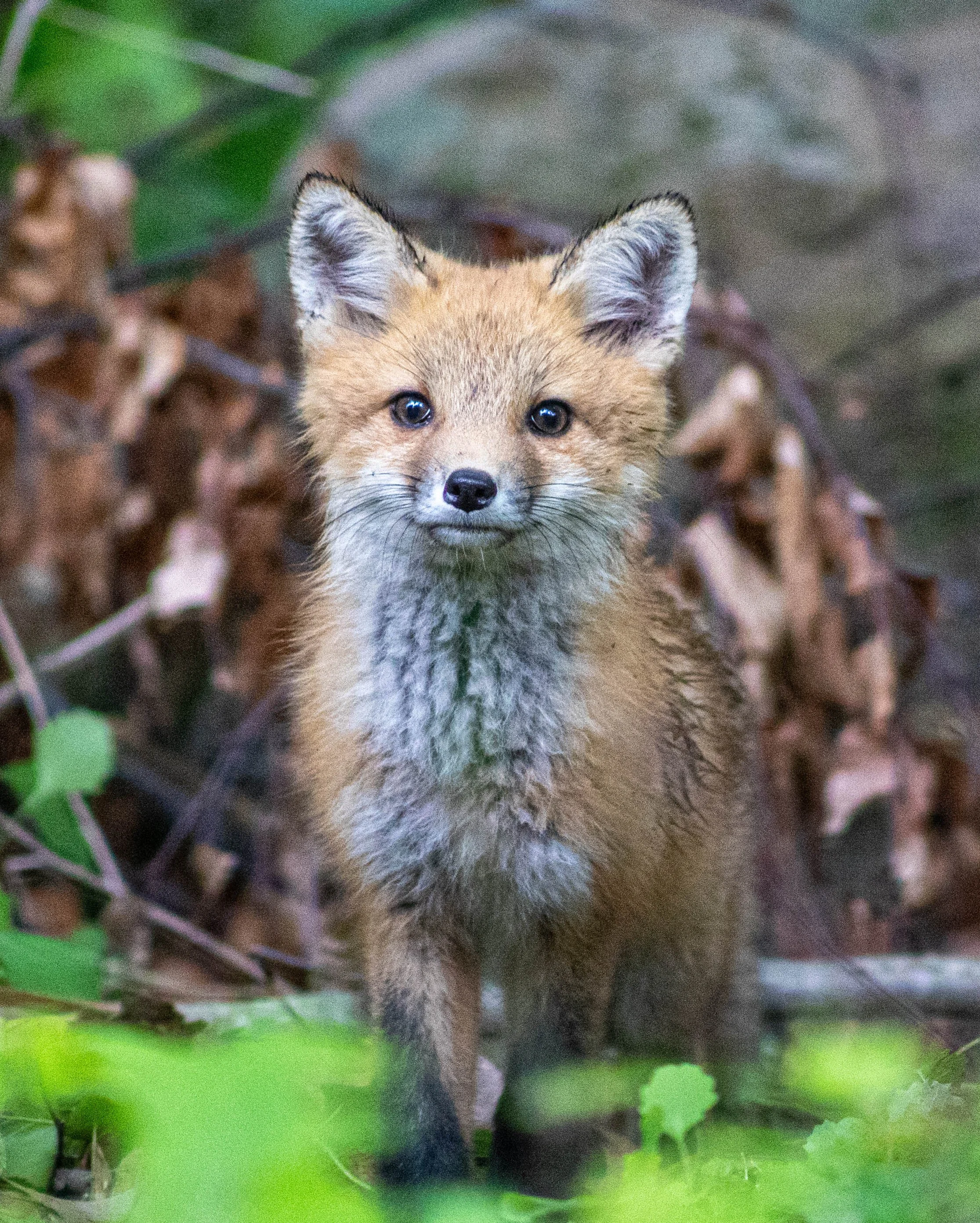 Fox1a5.232025.jpg