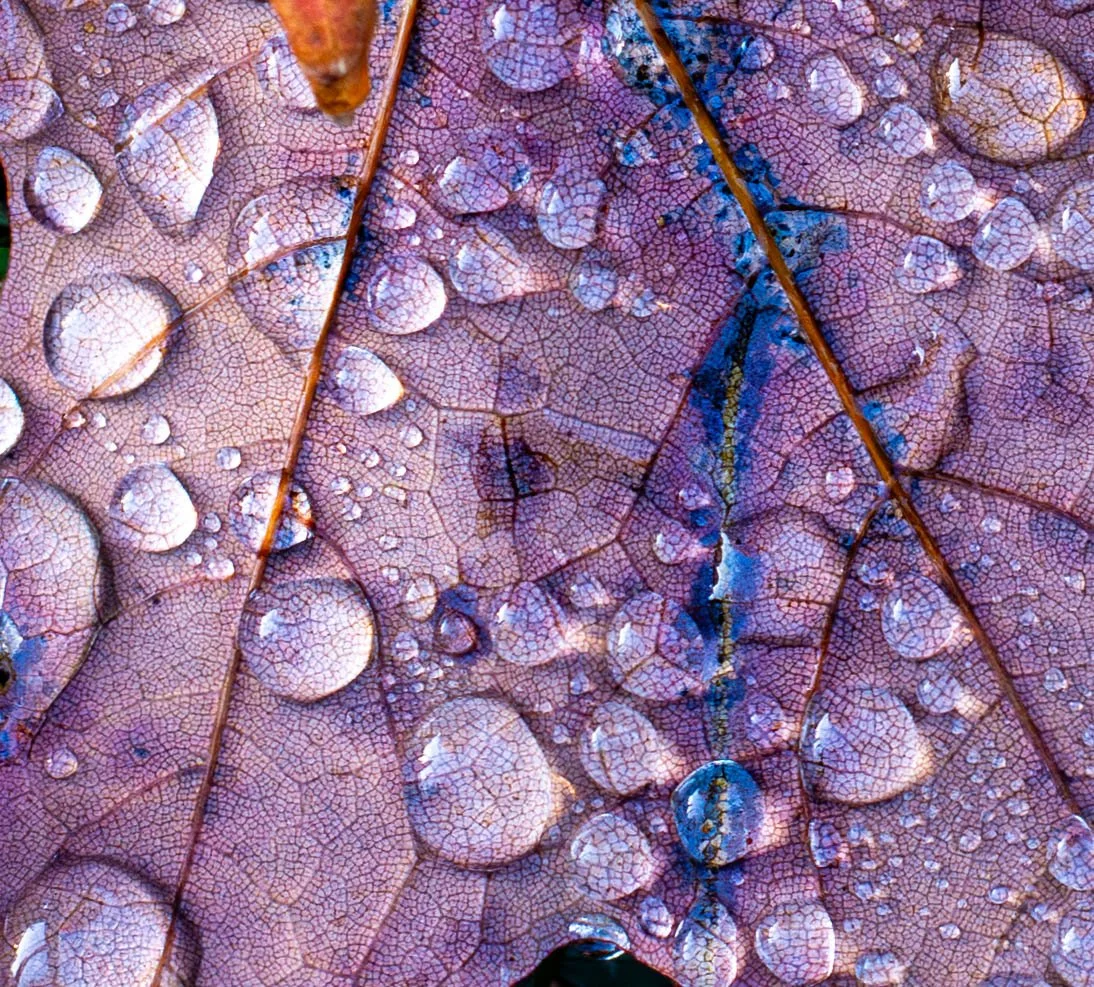 LeafDroplet.102020.jpg