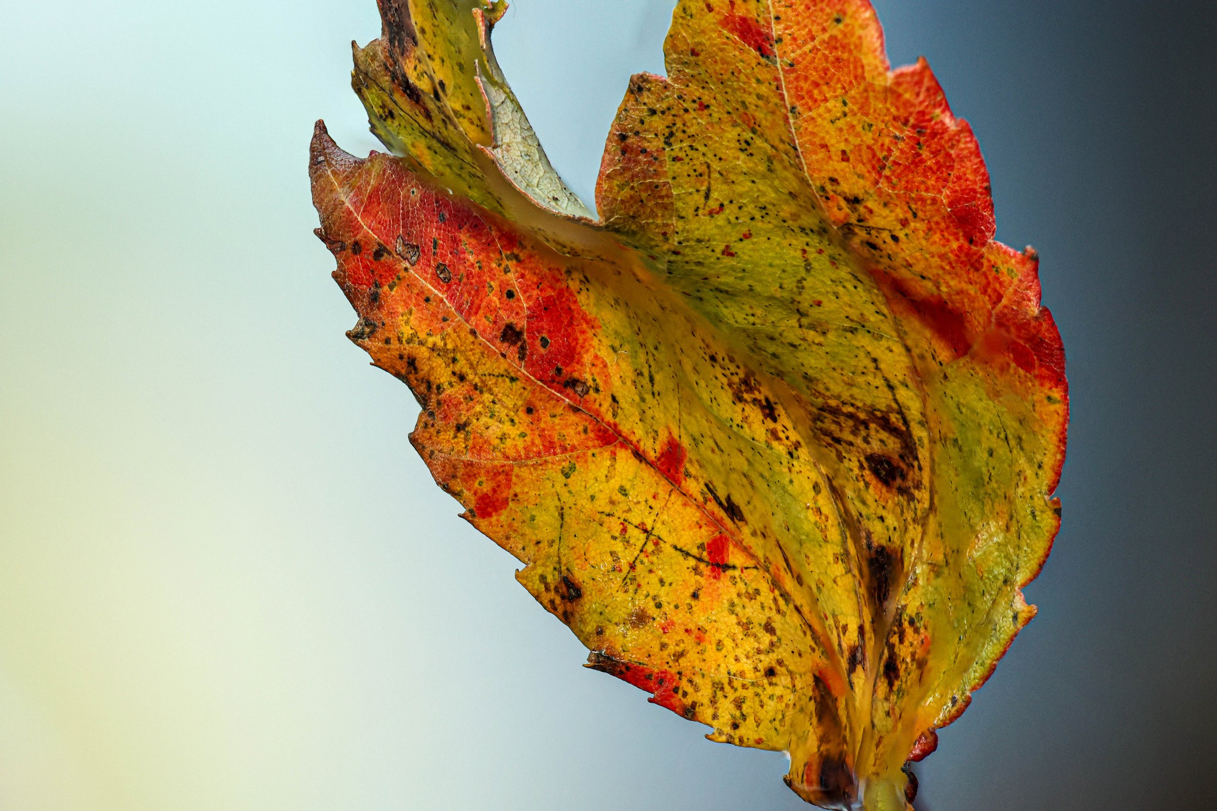 LeafStack.2024.jpg