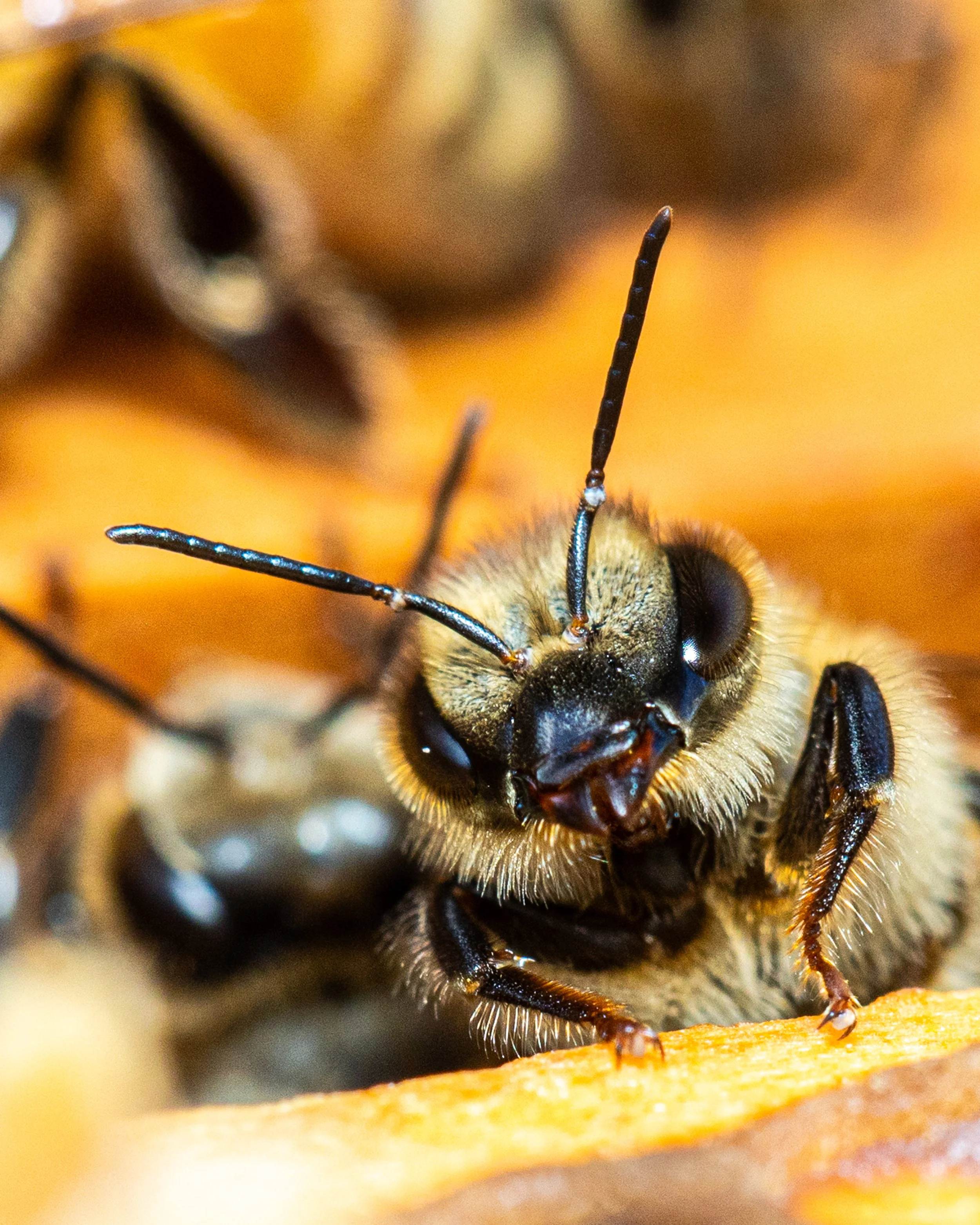 BeeAAAh6.21.2026TP.jpg
