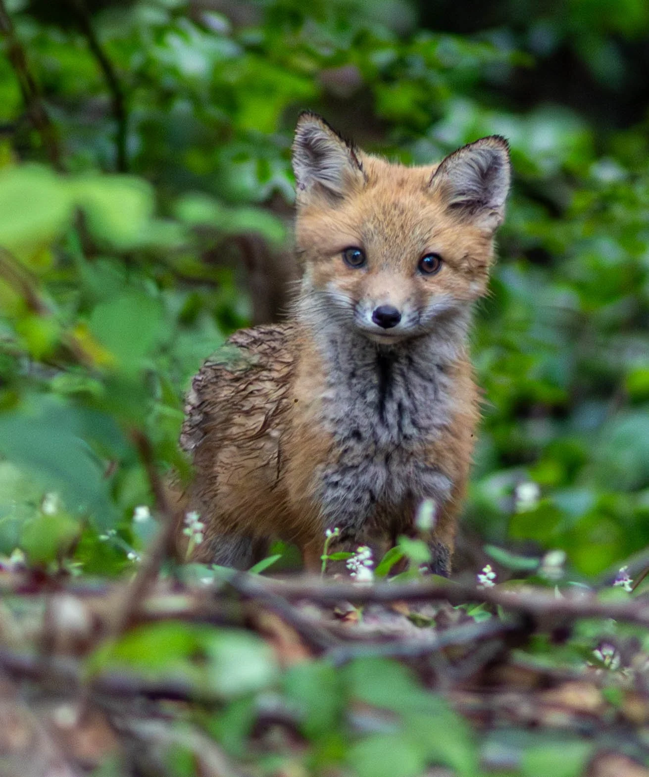 FoxB8.2.2025RK.jpg