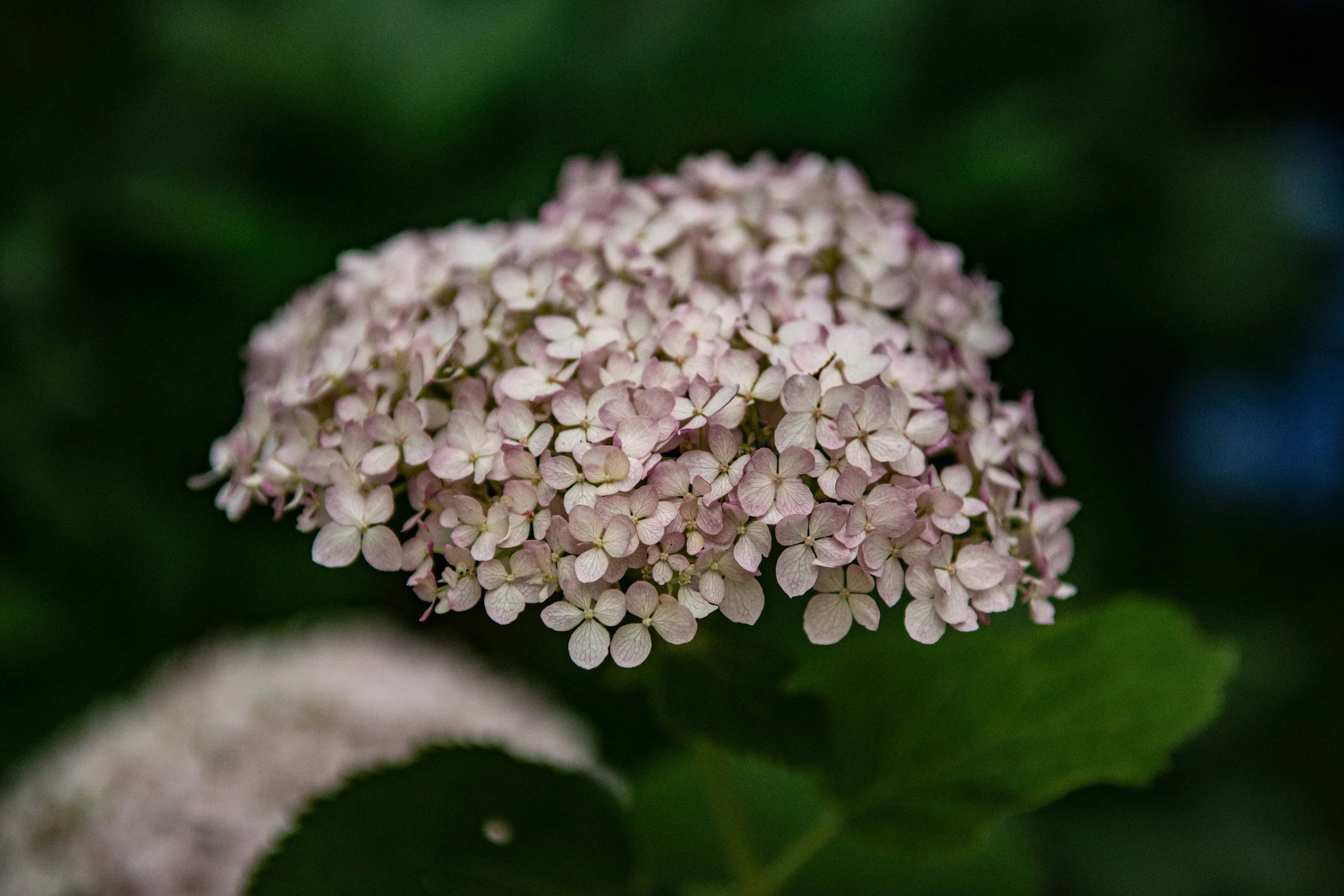 Hydrangea7.2020.jpg