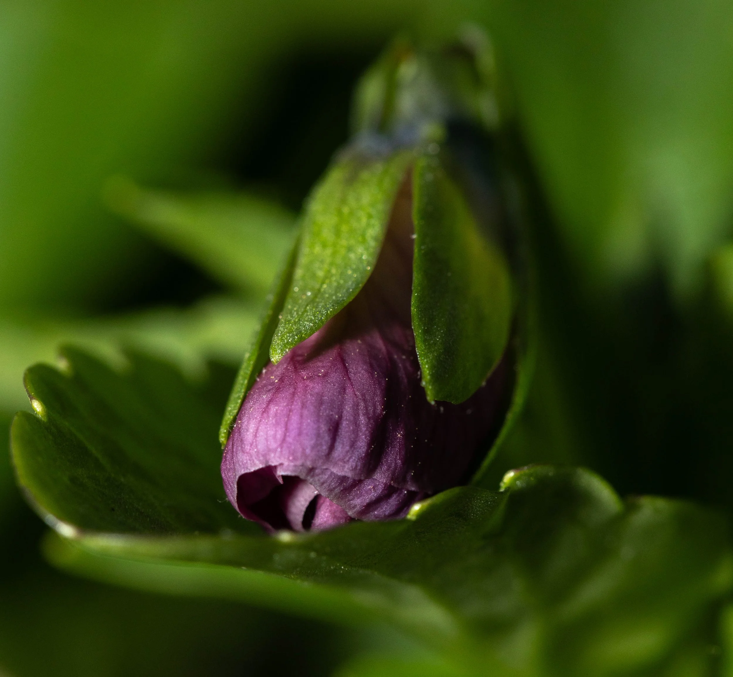 WindowBoxFlowerPurple.2026.jpg