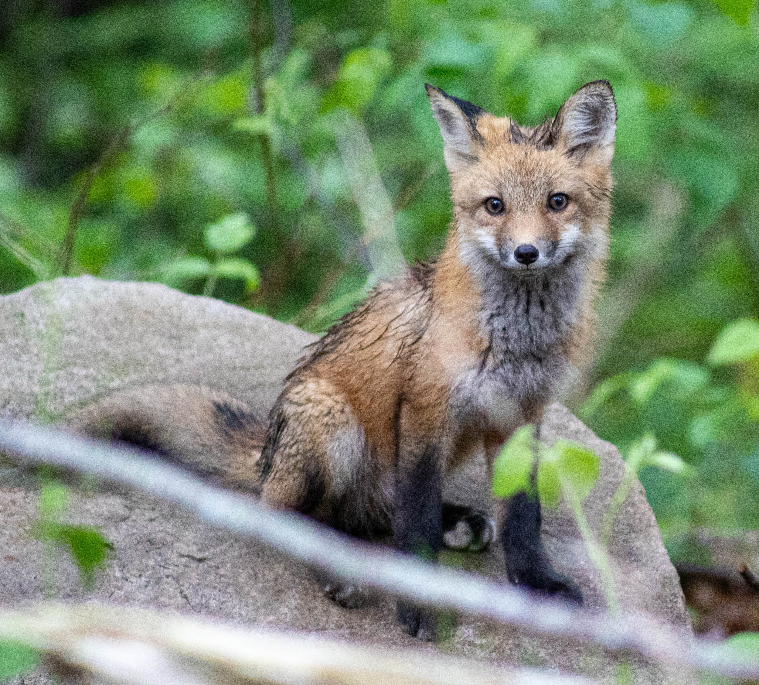 Fox8.5.232025.jpg
