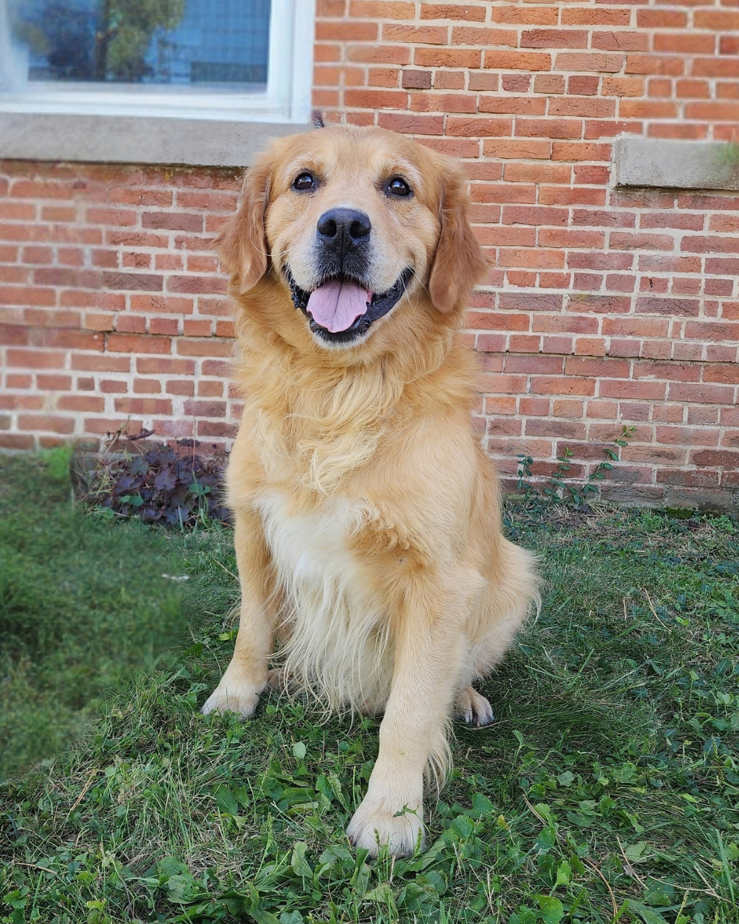 golden retriever puppies for sale