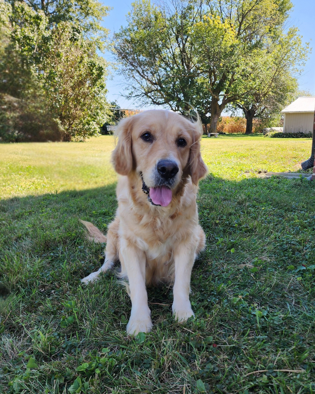 golden retriever
