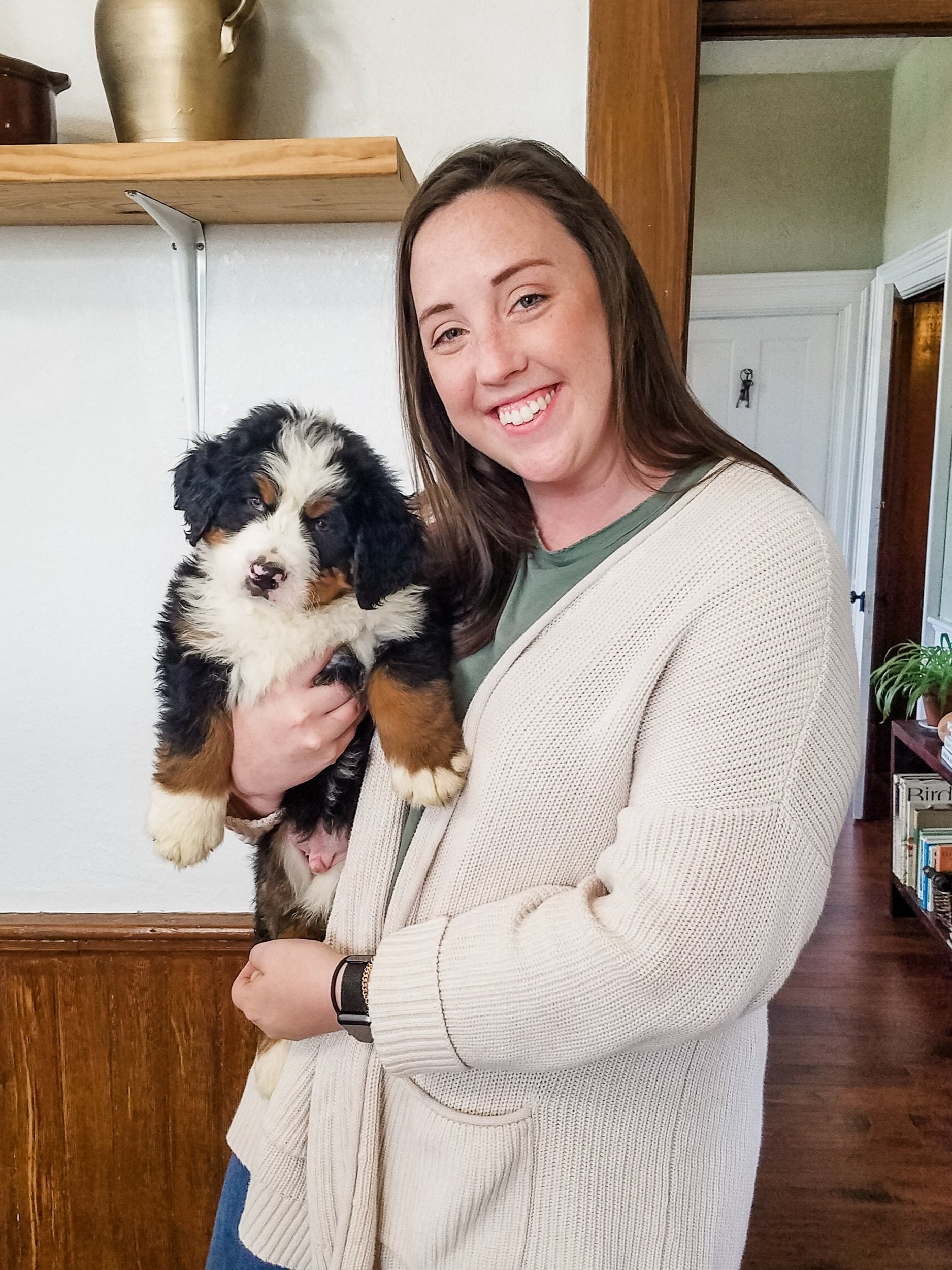 How much do purebred puppies cost? — Blackwood Acres Kennels Bernese Mountain Dog Breeder