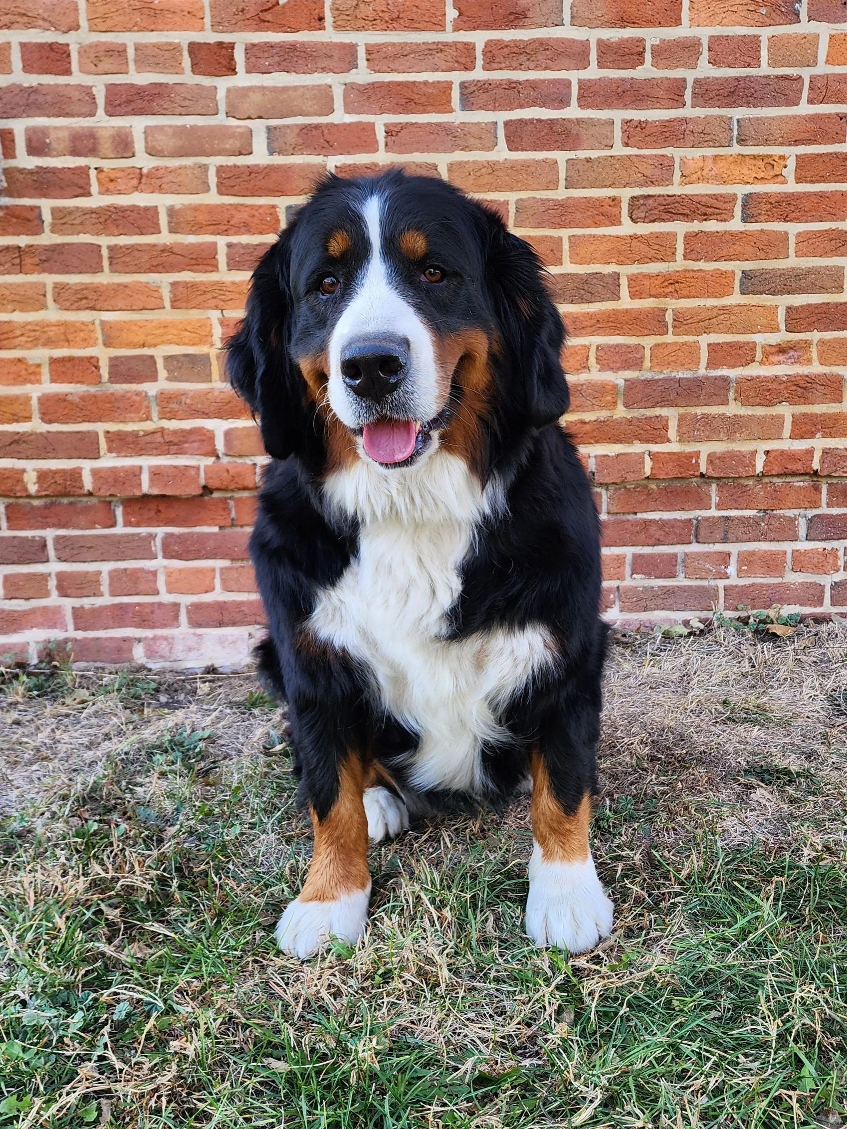 bernese mountain dog