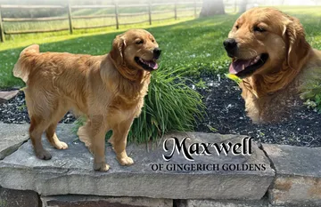 golden retriever puppies for sale