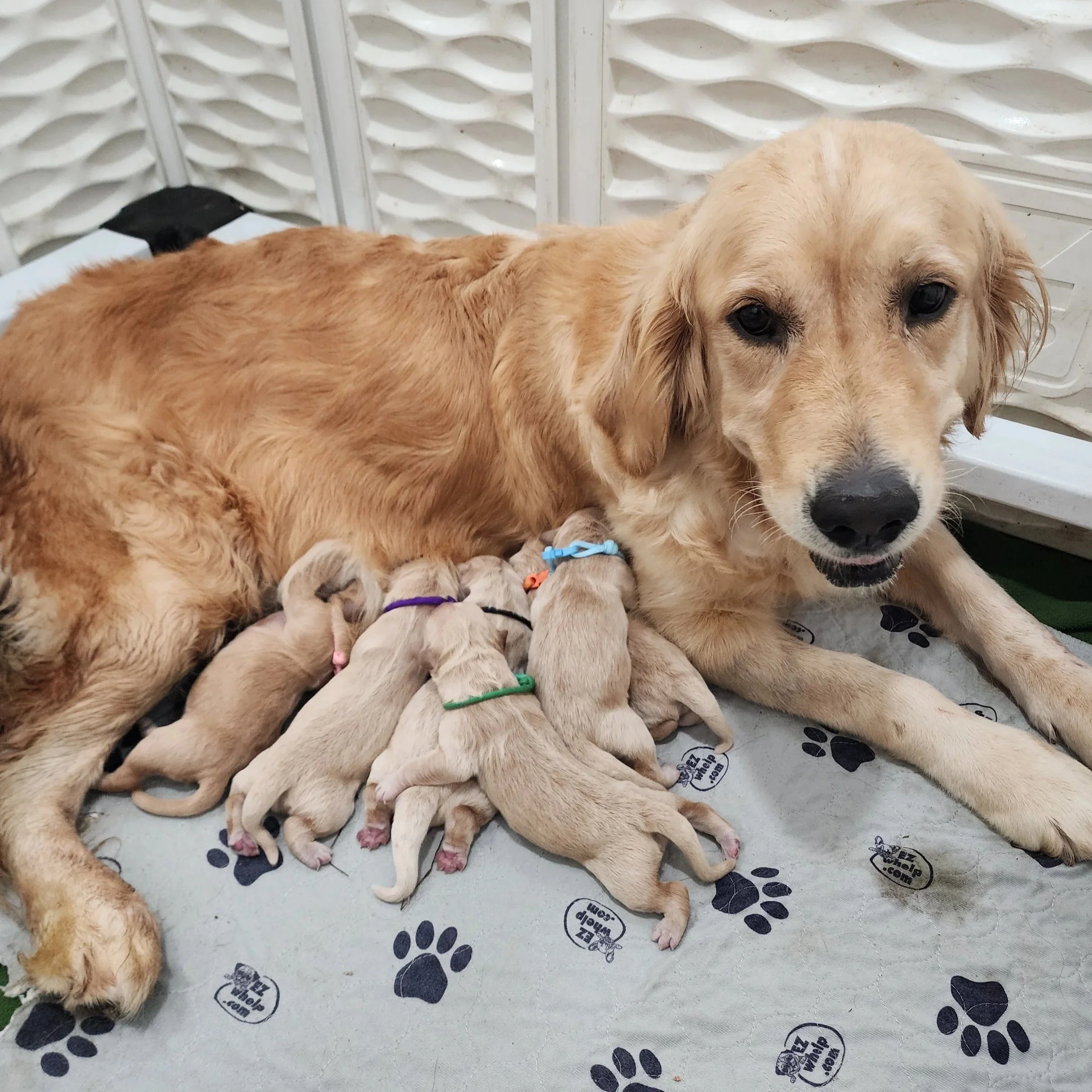 golden retriever puppies for sale