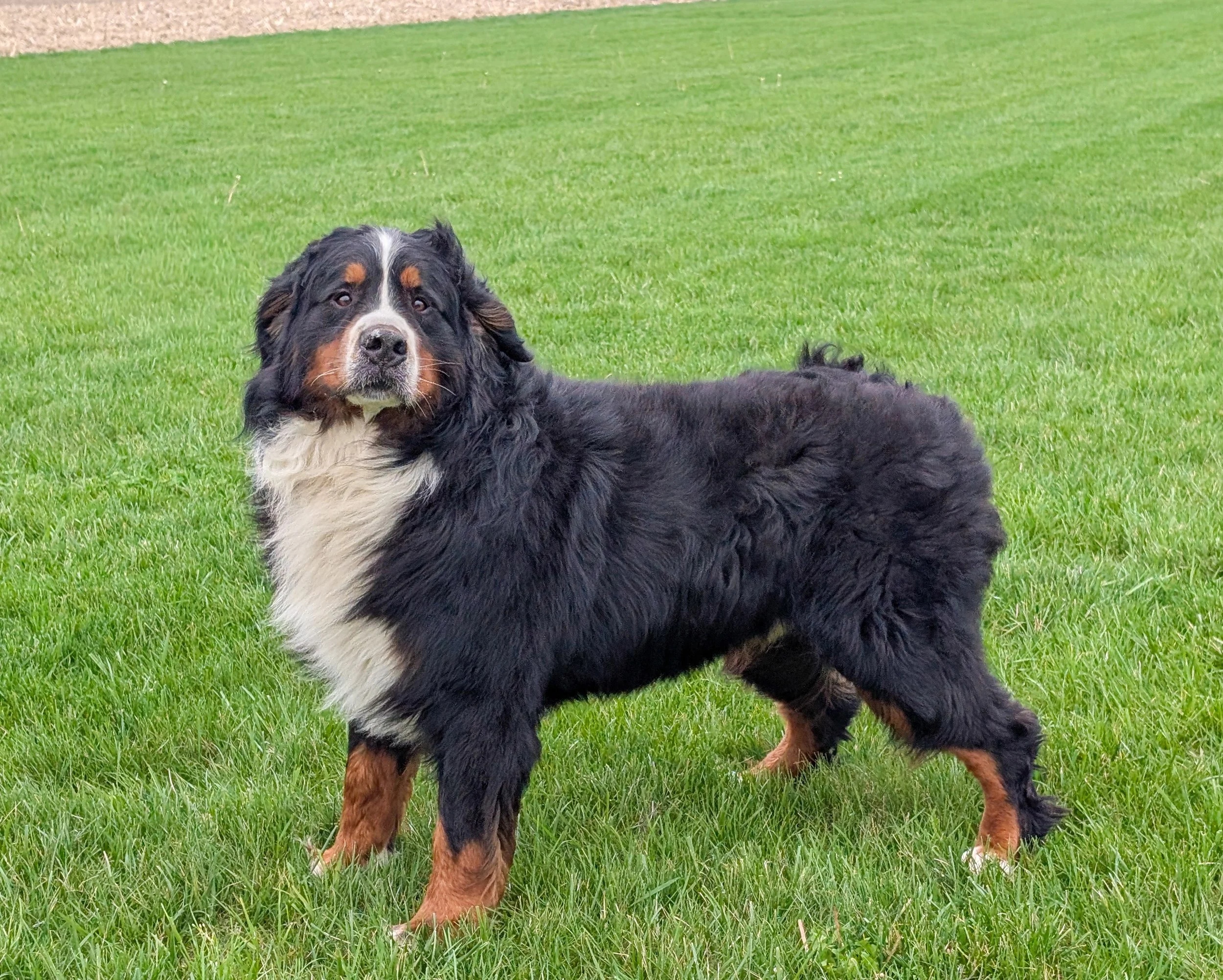 bmd puppies for sale