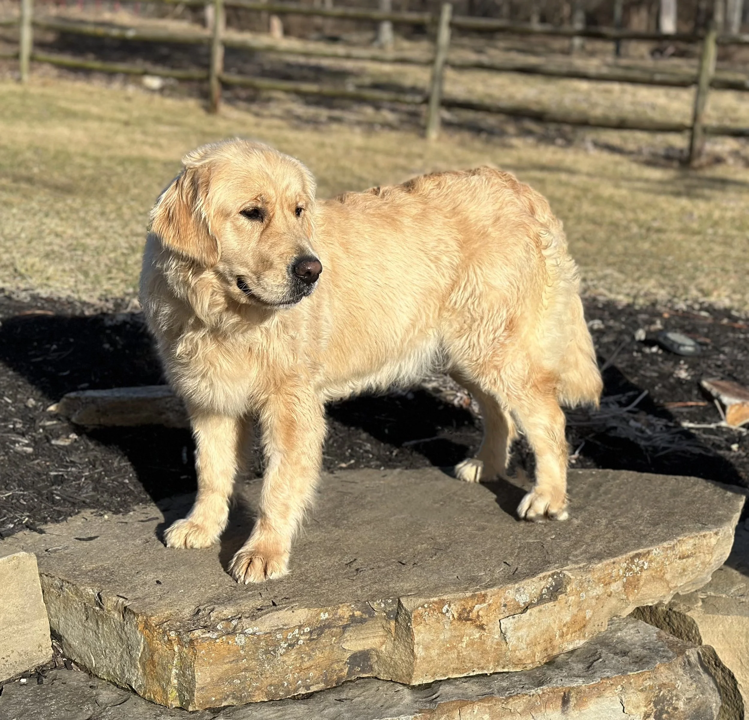 golden retriever
