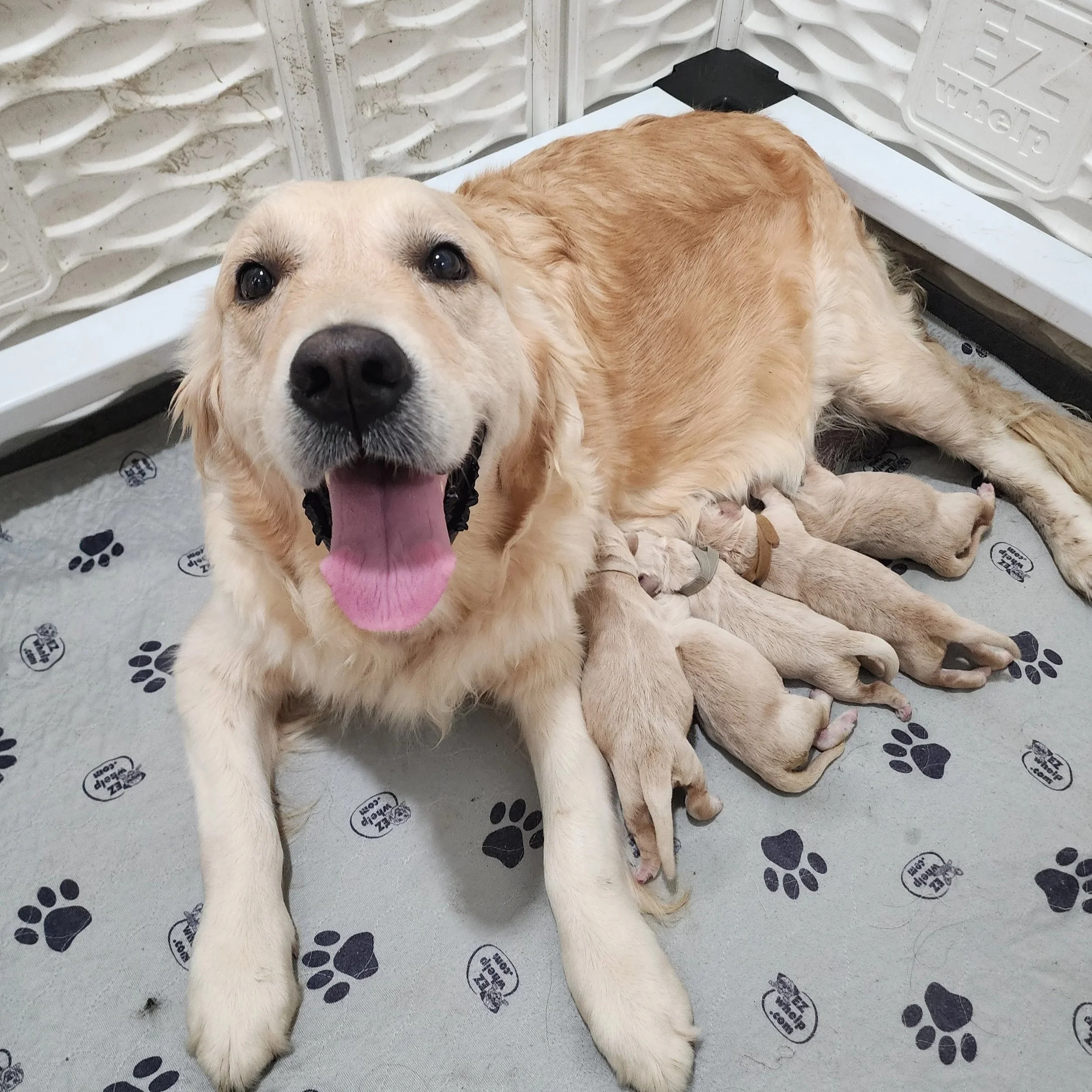 golden retriever puppies for sale