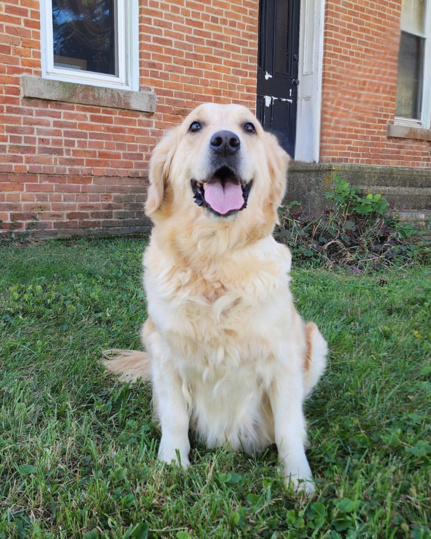 golden retriever