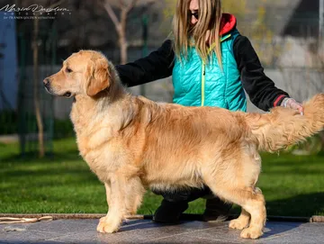 golden retriever