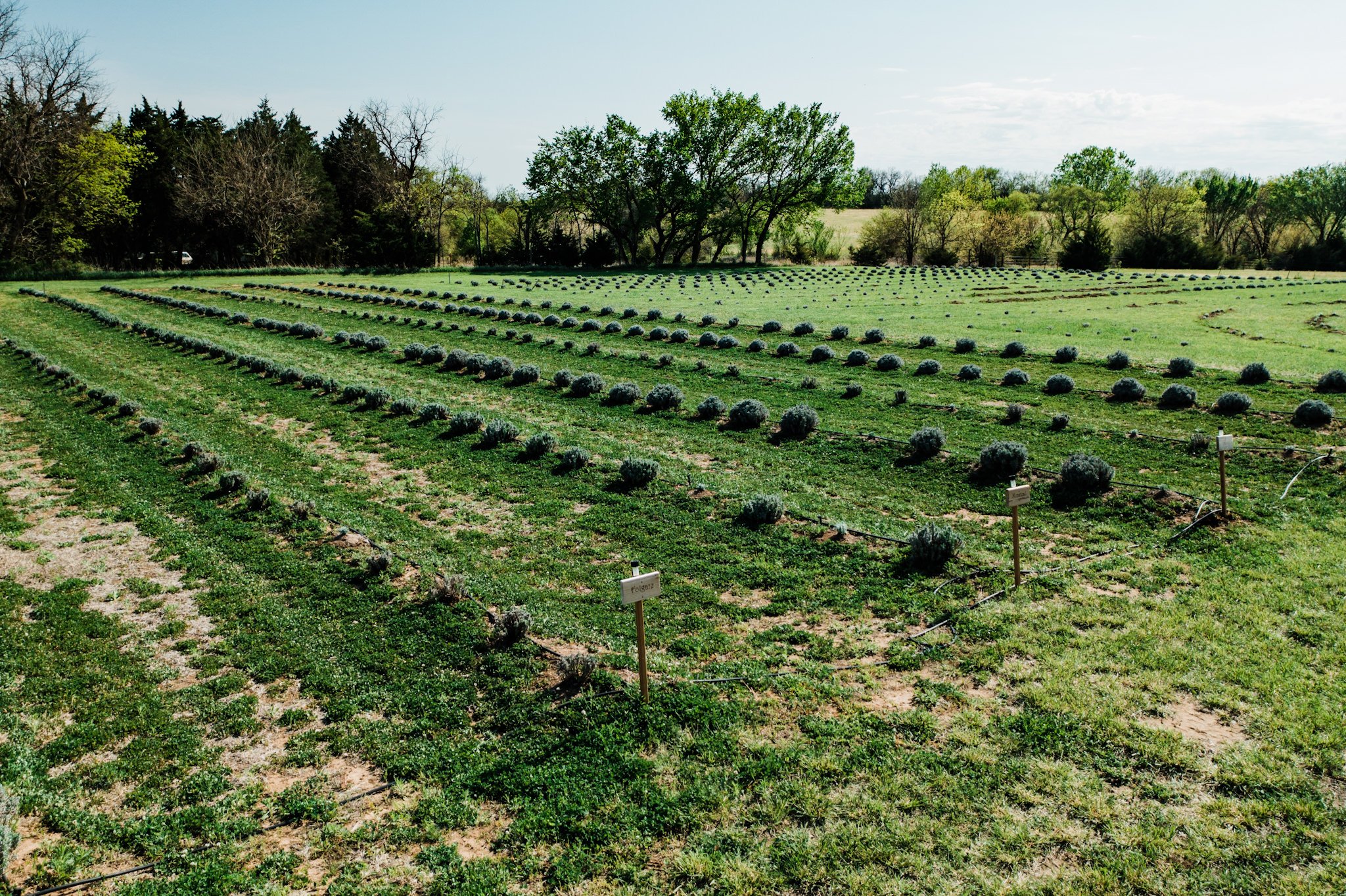 Four Sisters Lavender Farm - Wichita, Kansas - Kansas Lavender Farm-268.jpg