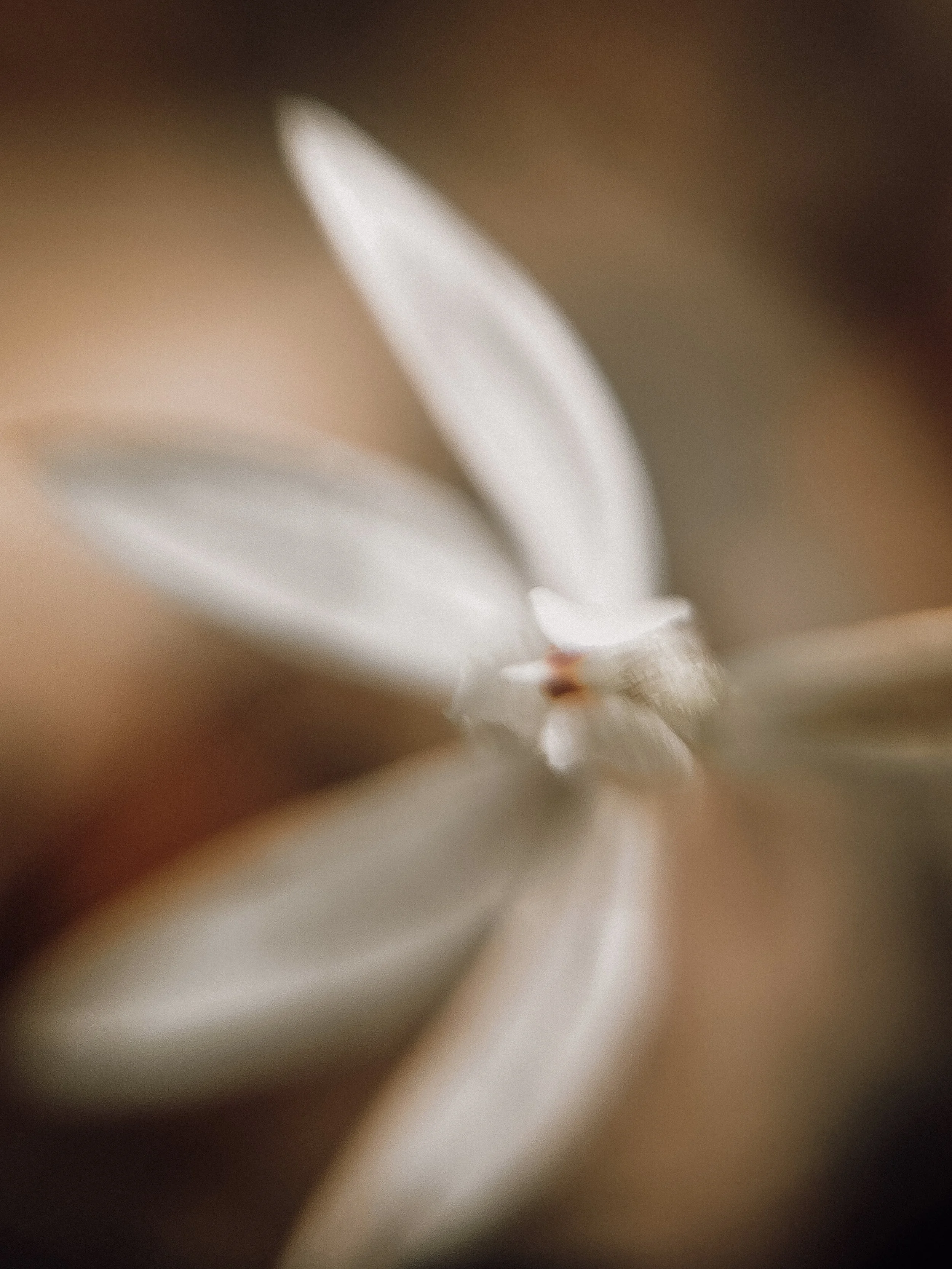 Caladenia catenata, 2026.