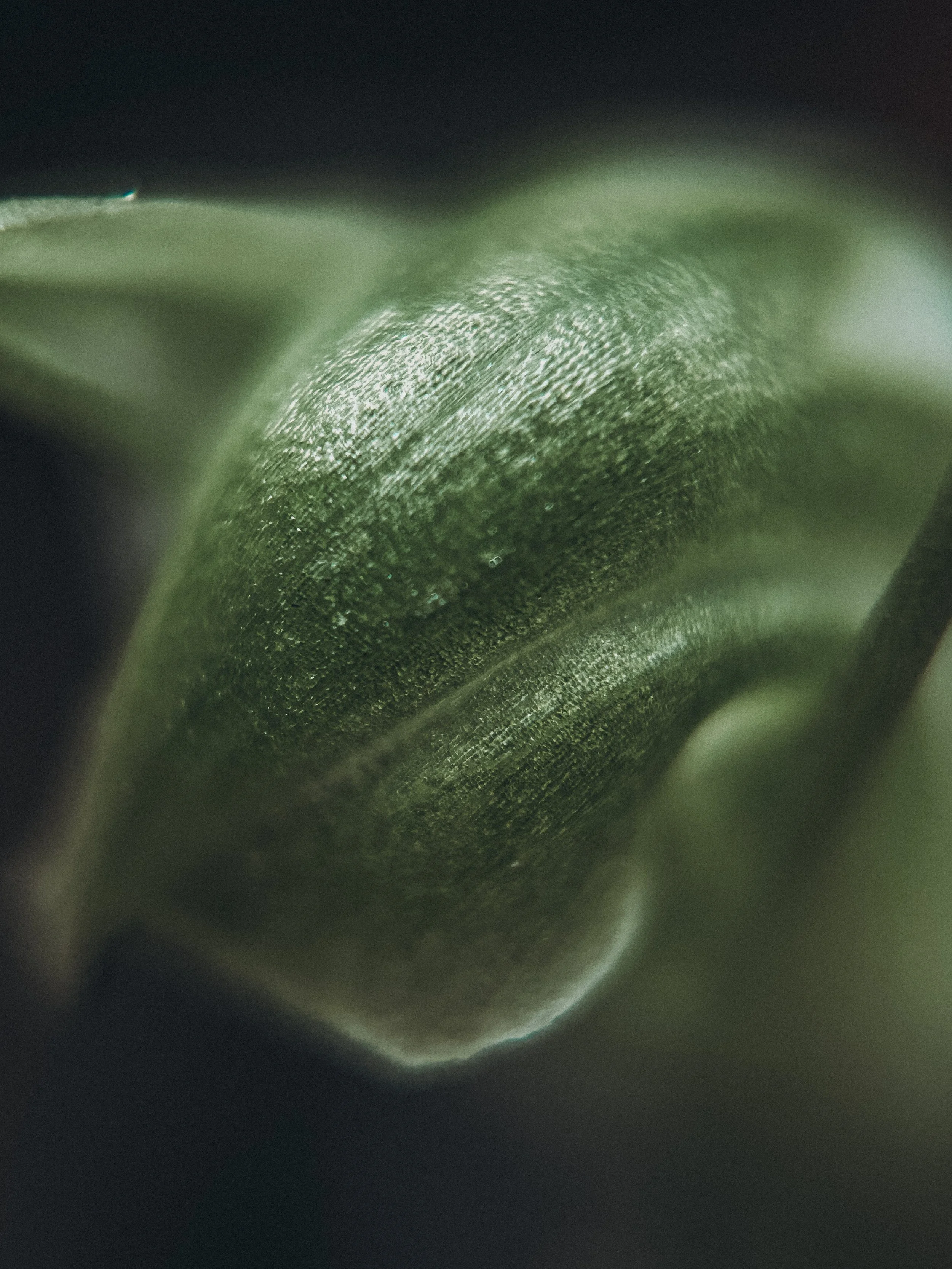 Pterostylus nana III, 2026.