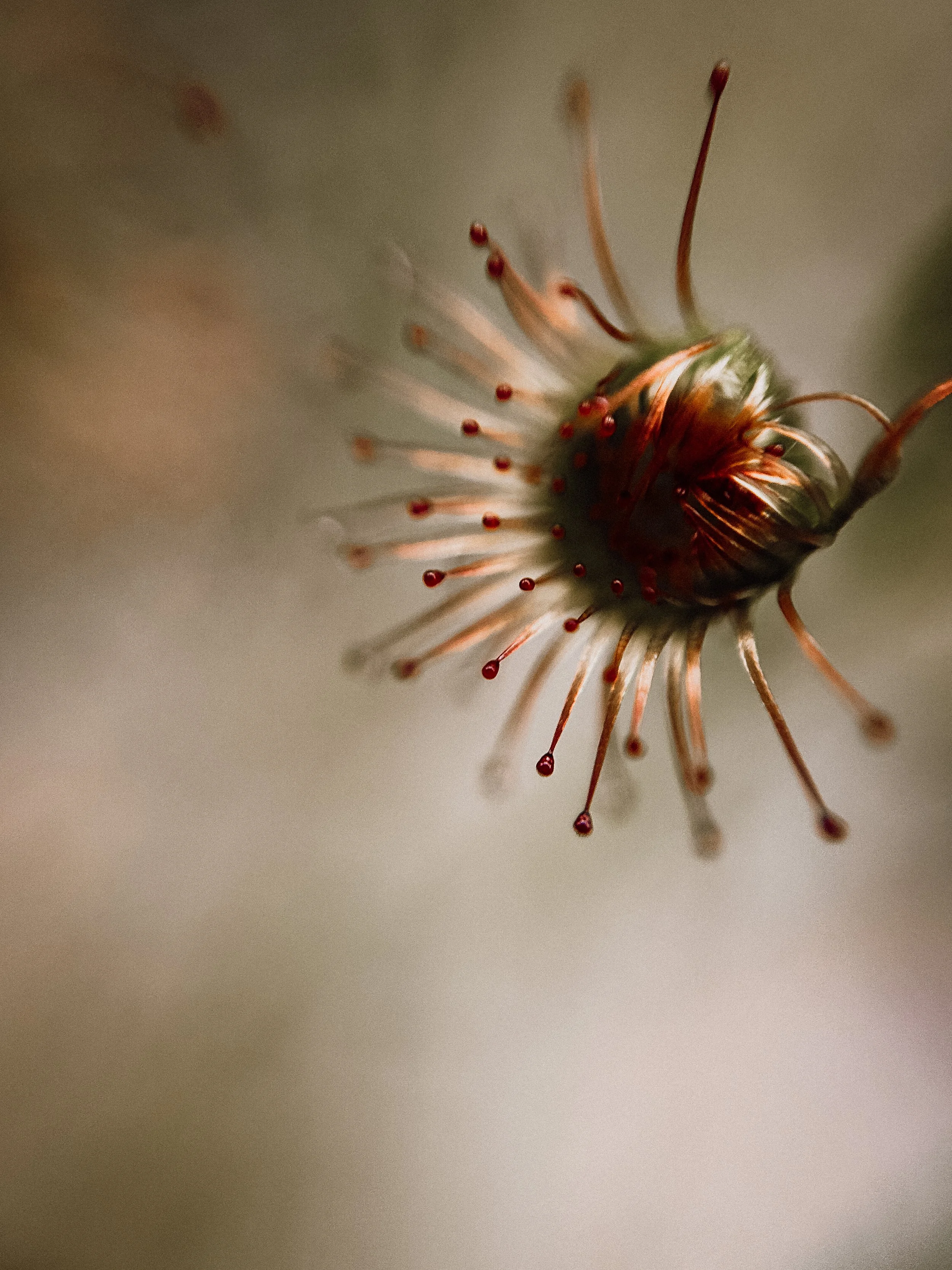 Drosera planchonii, 2026.
