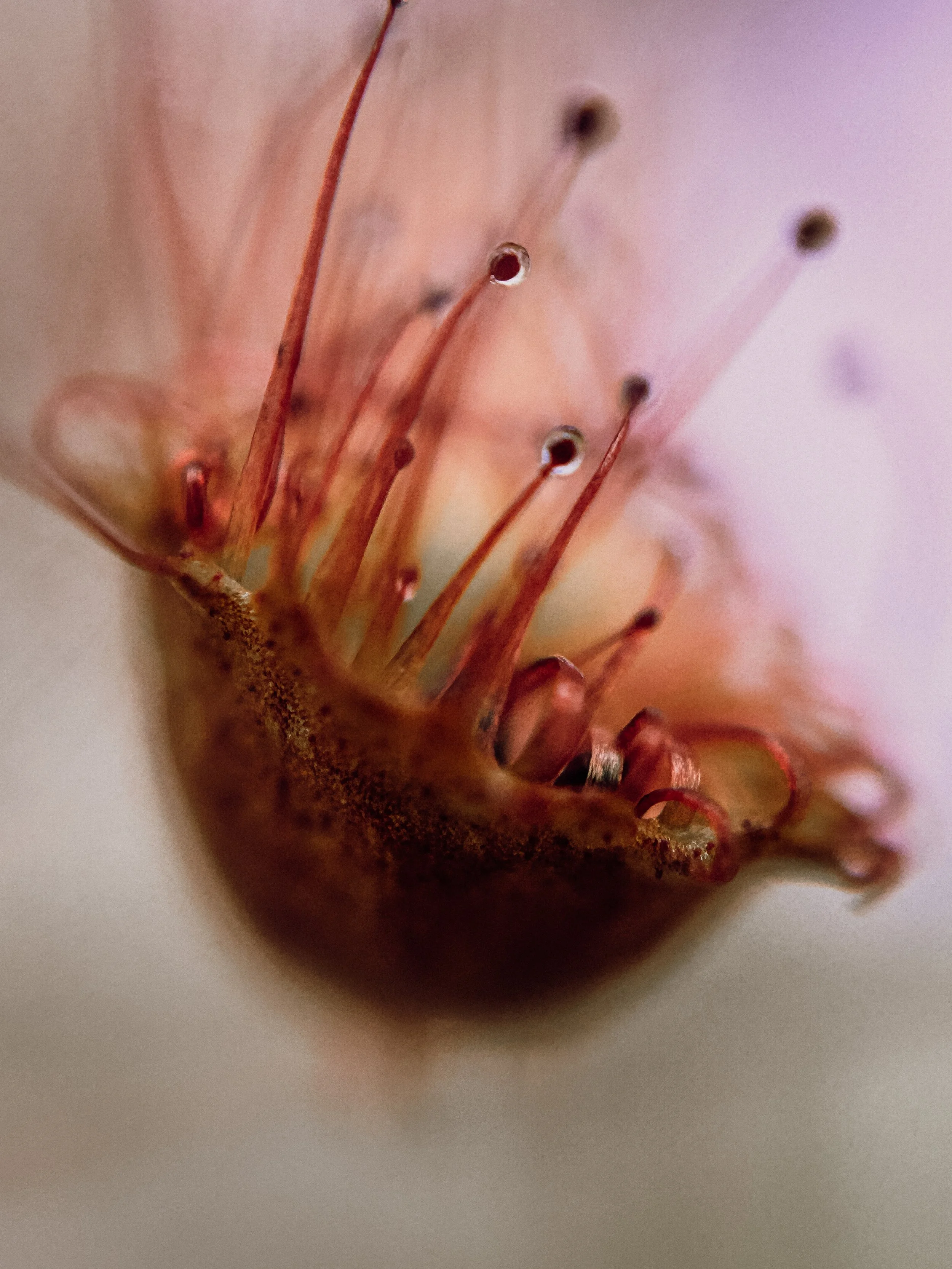 Drosera planchonii II, 2026.