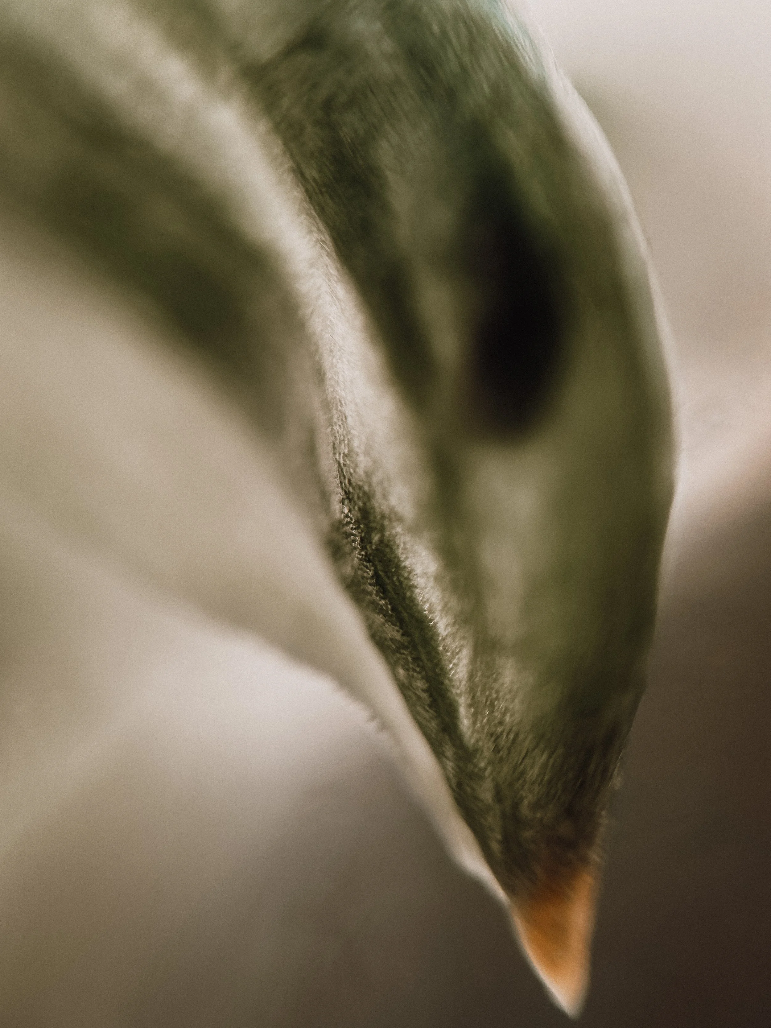 Pterostylis nutans, 2026.