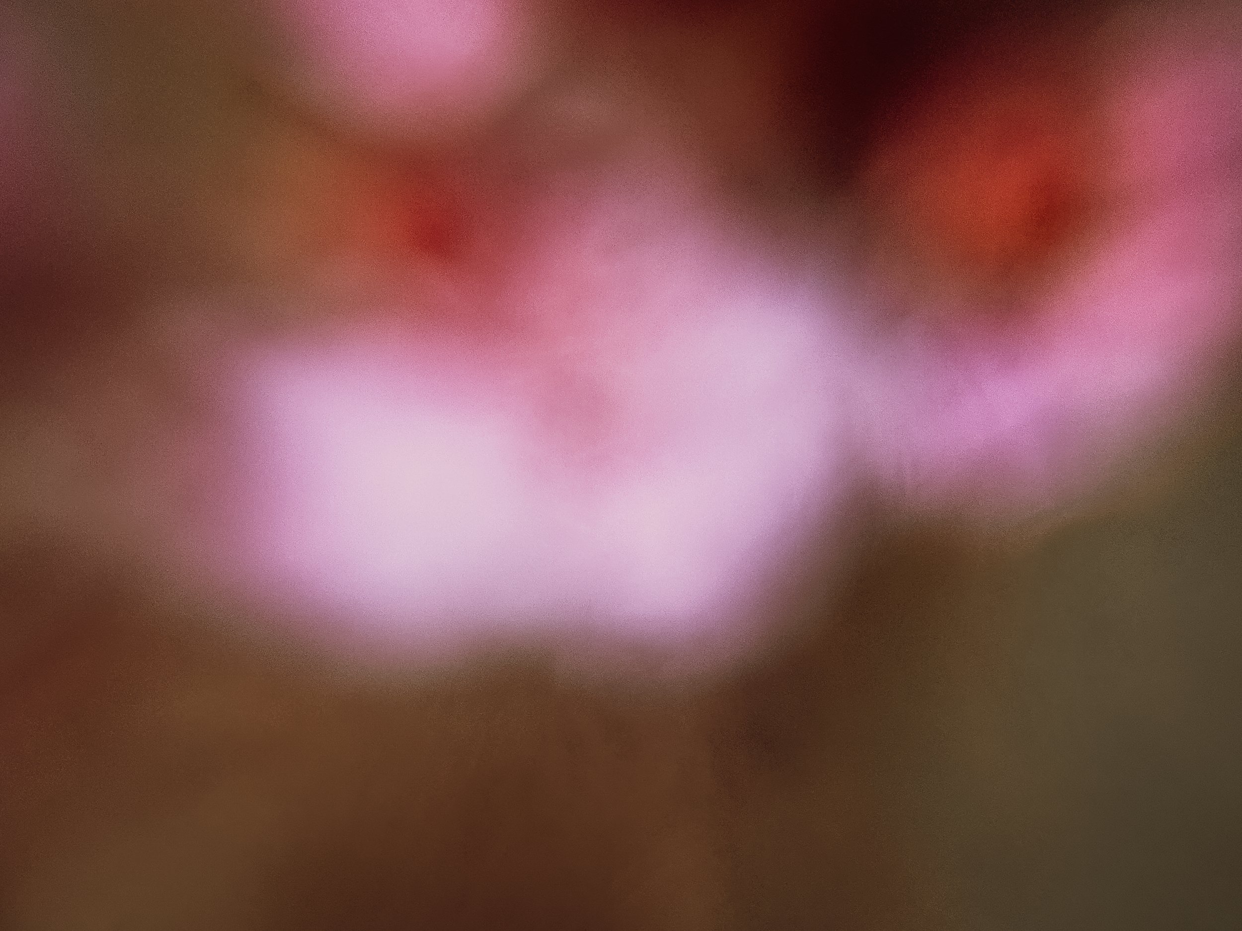 Euryomyrtus ramosissima V, 2026.