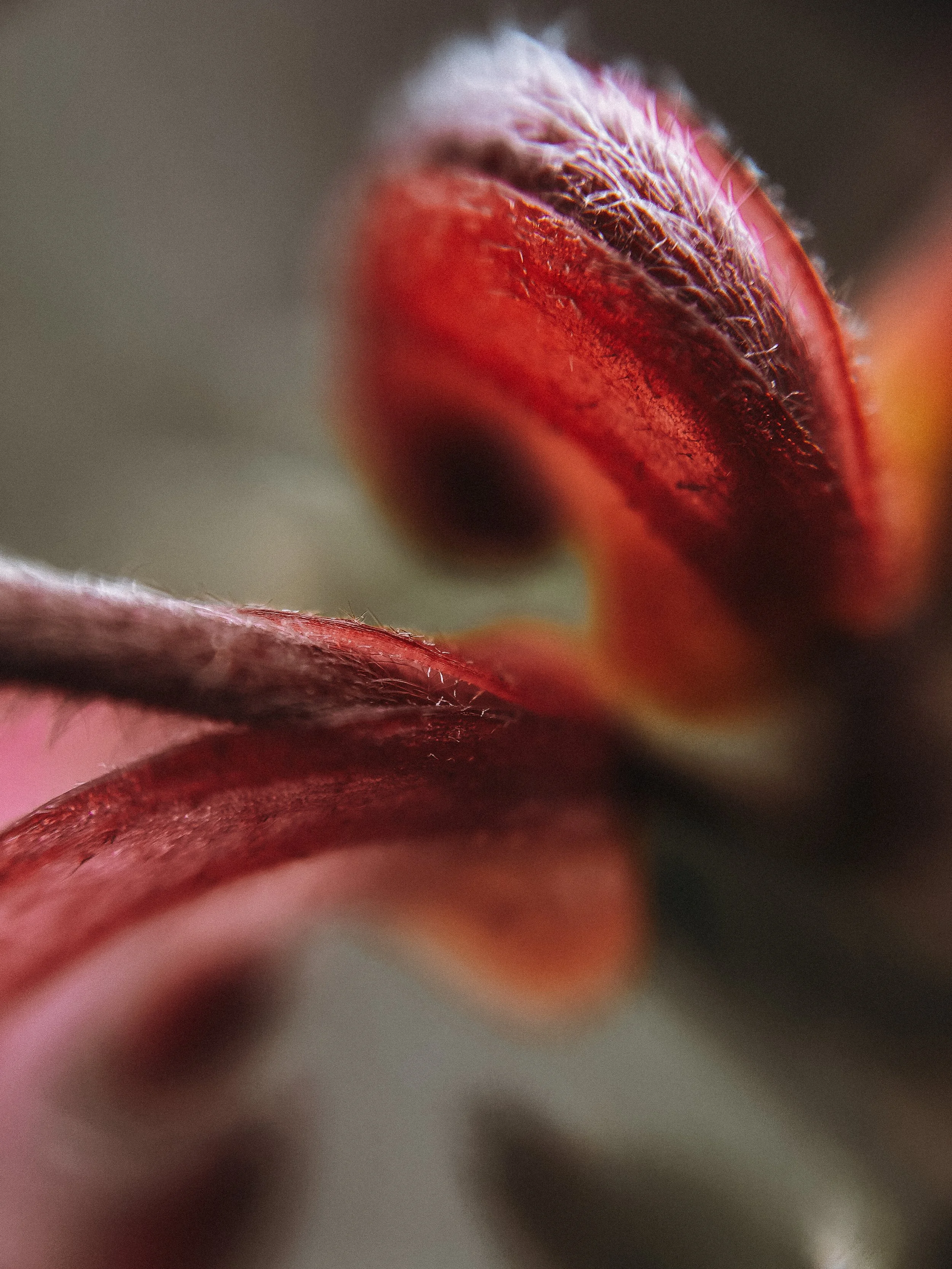 Grevillea alpina II, 2026.
