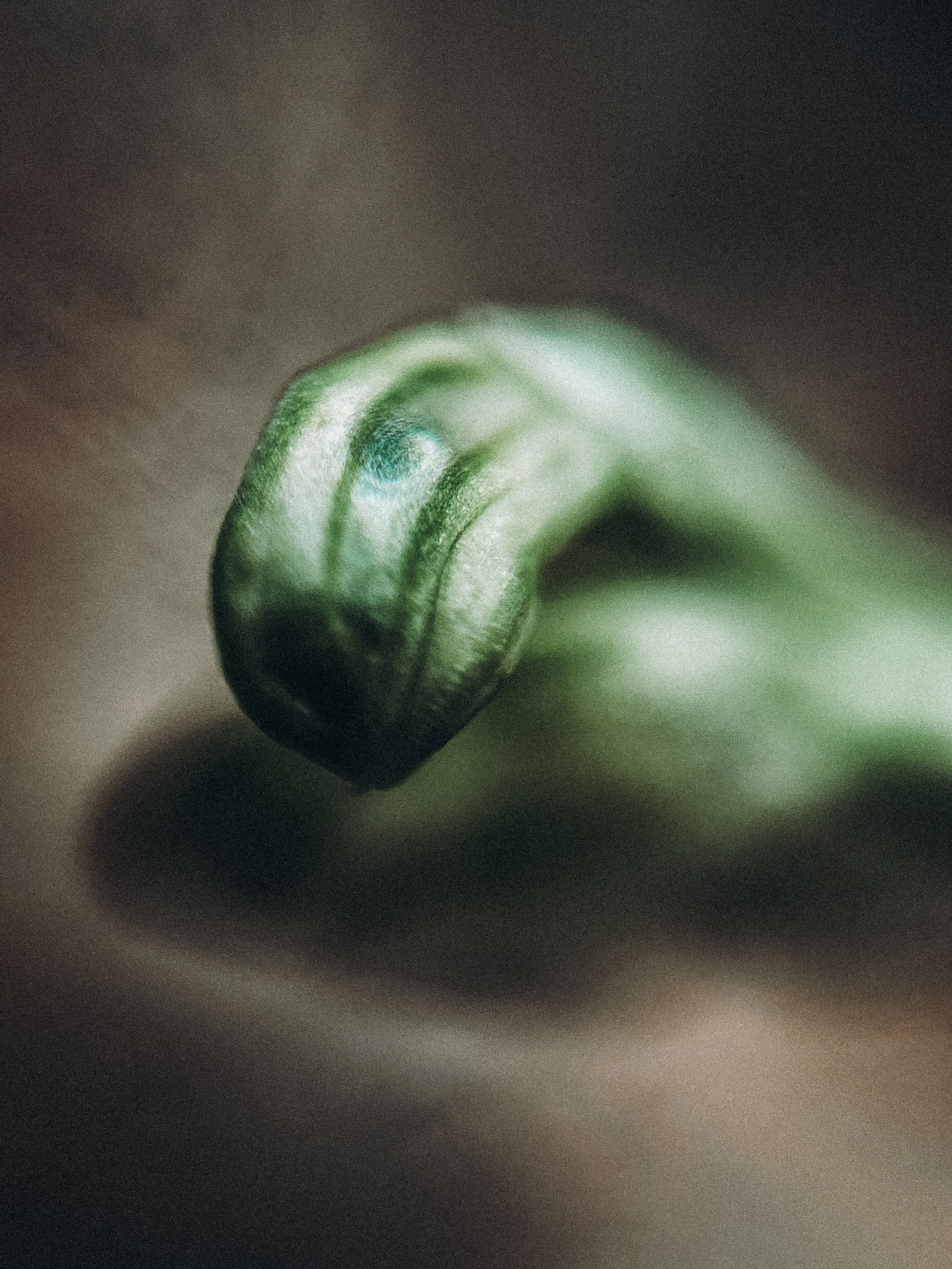 Pterostylis cycnocephala, 2026.