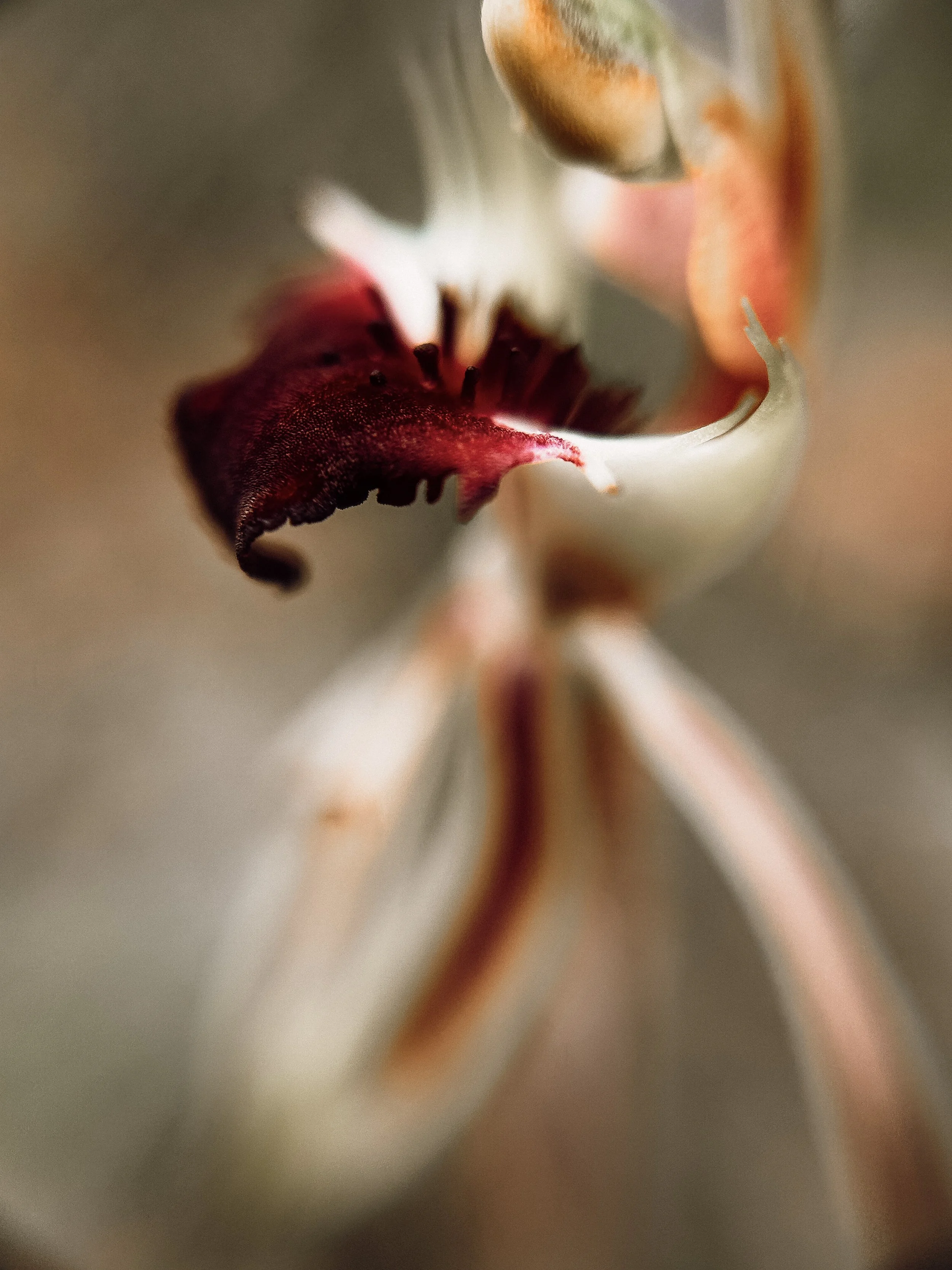Caladenia parva, 2026.