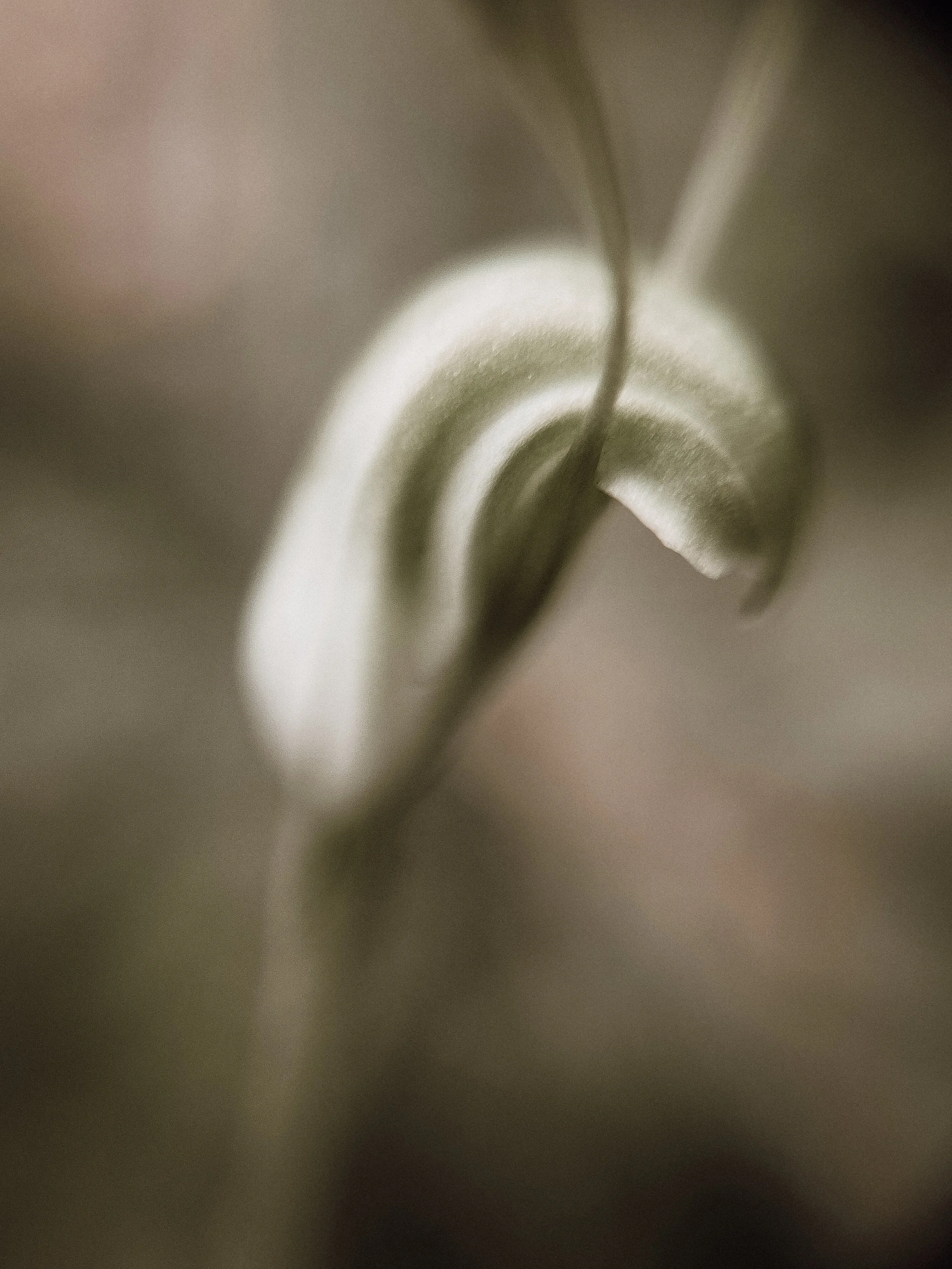 Pterostylis nana, 2026.