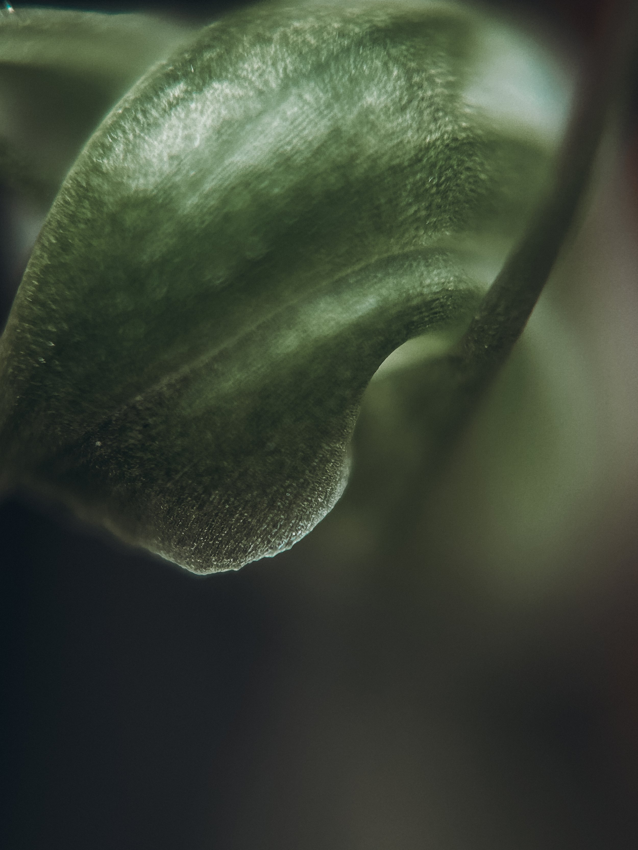 Pterostylus nana, 2026.