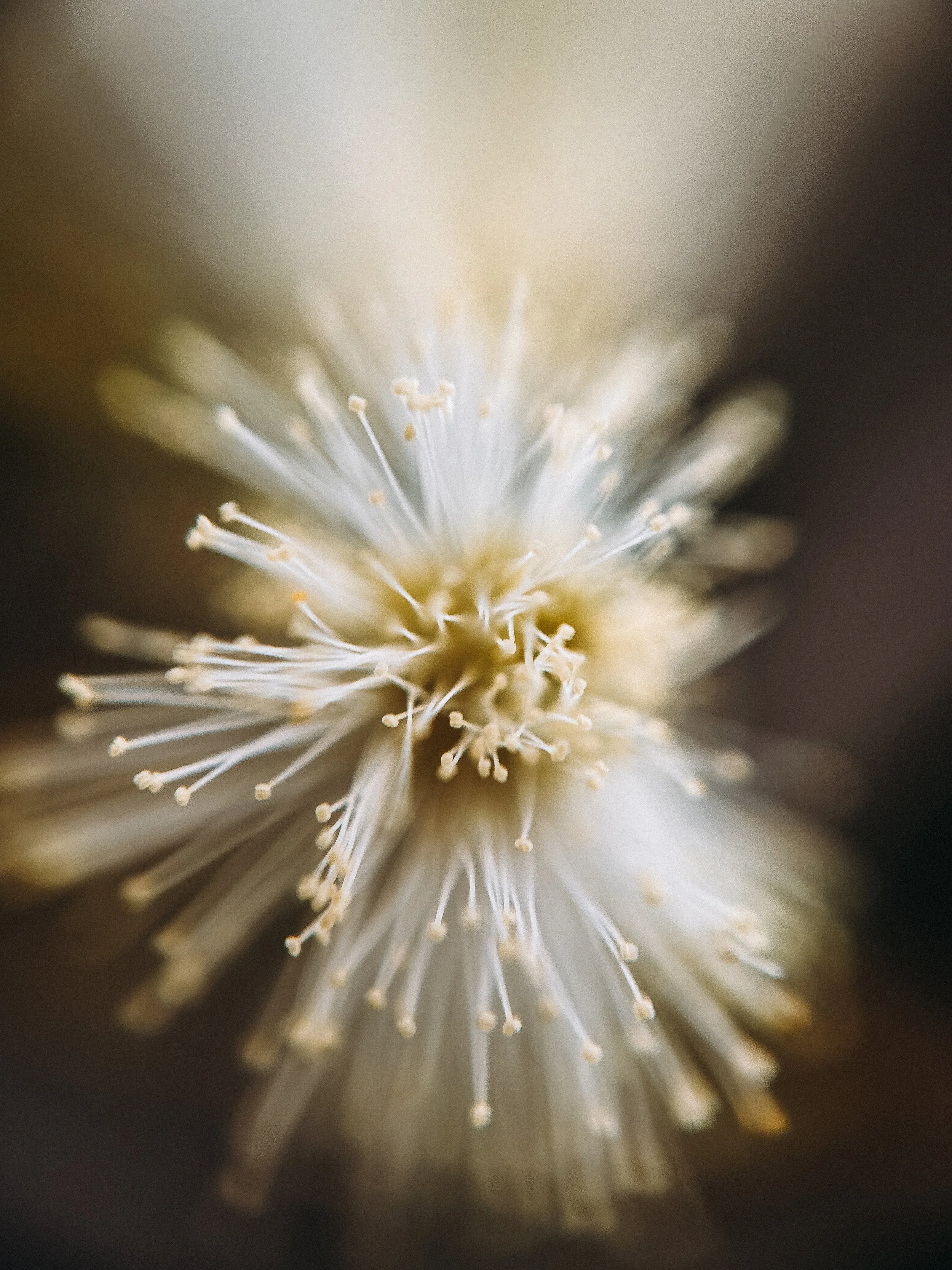 Acacia genistifolia II, 2026.