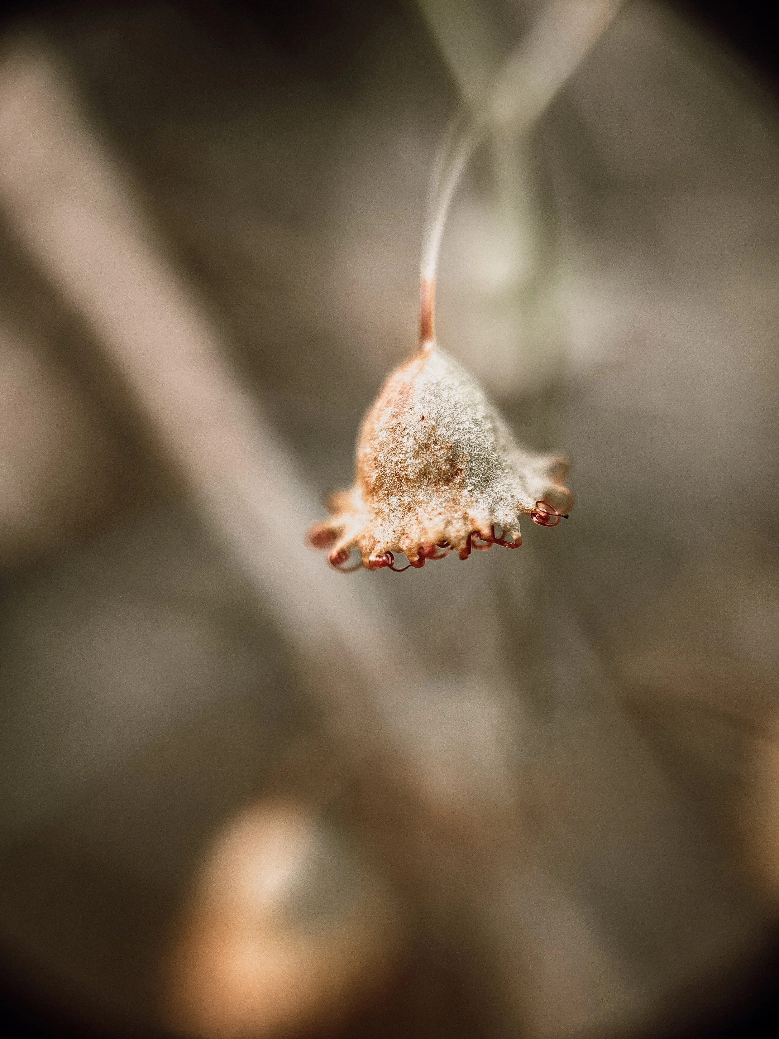 Drosera planchonii IV, 2026