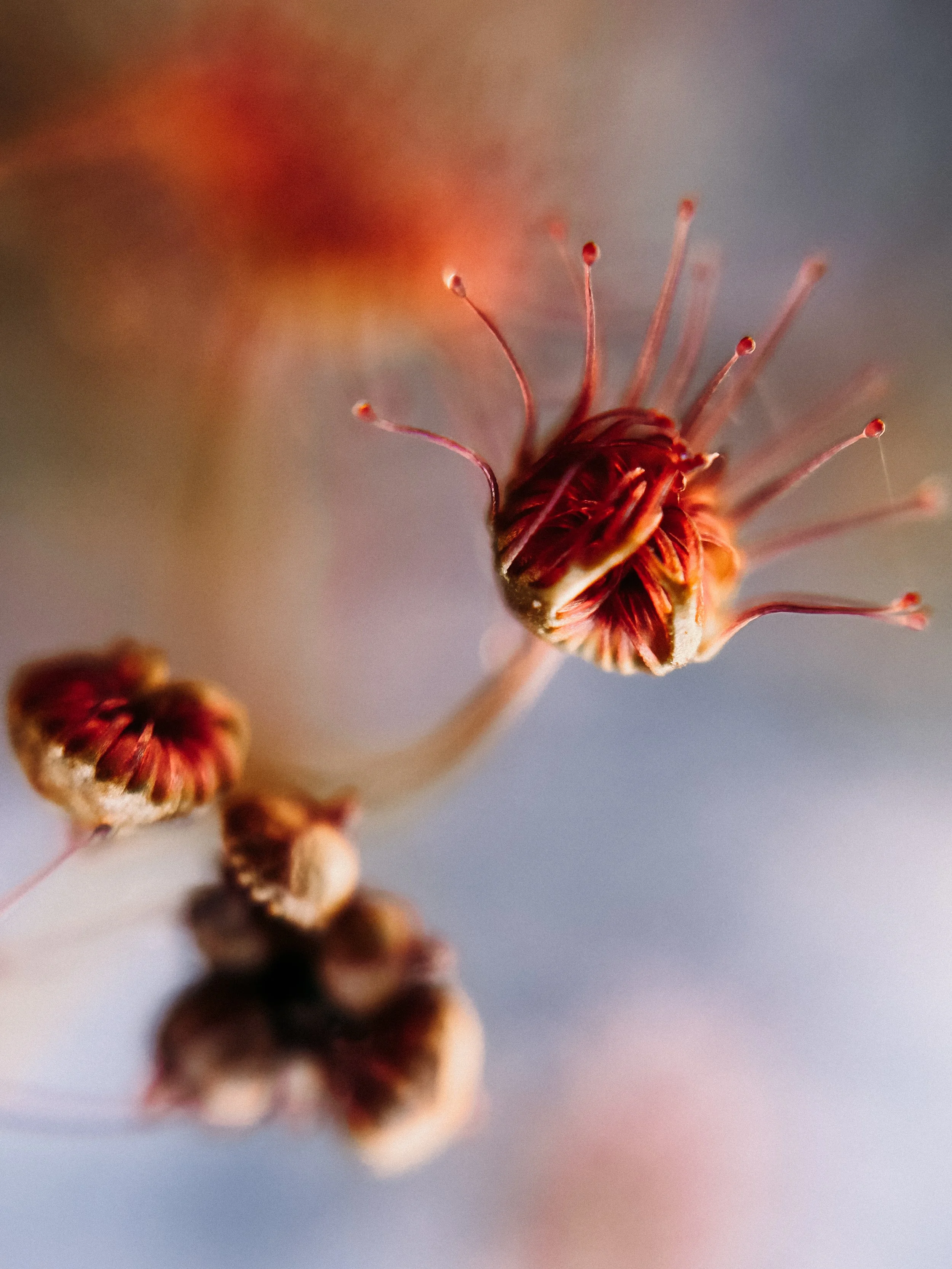 Drosera auriculata, 2026.