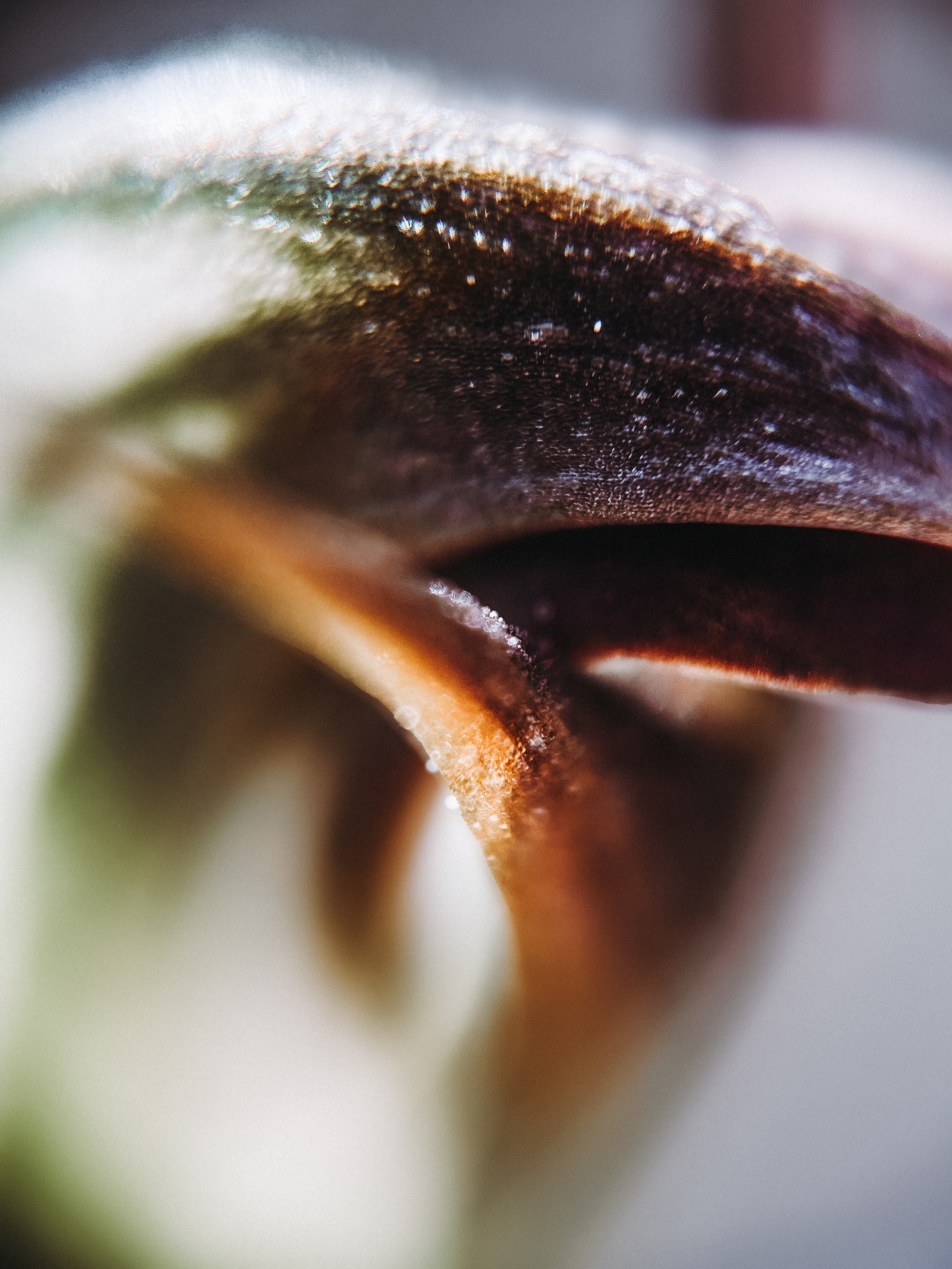 Pterostylis pedunculata, 2026.