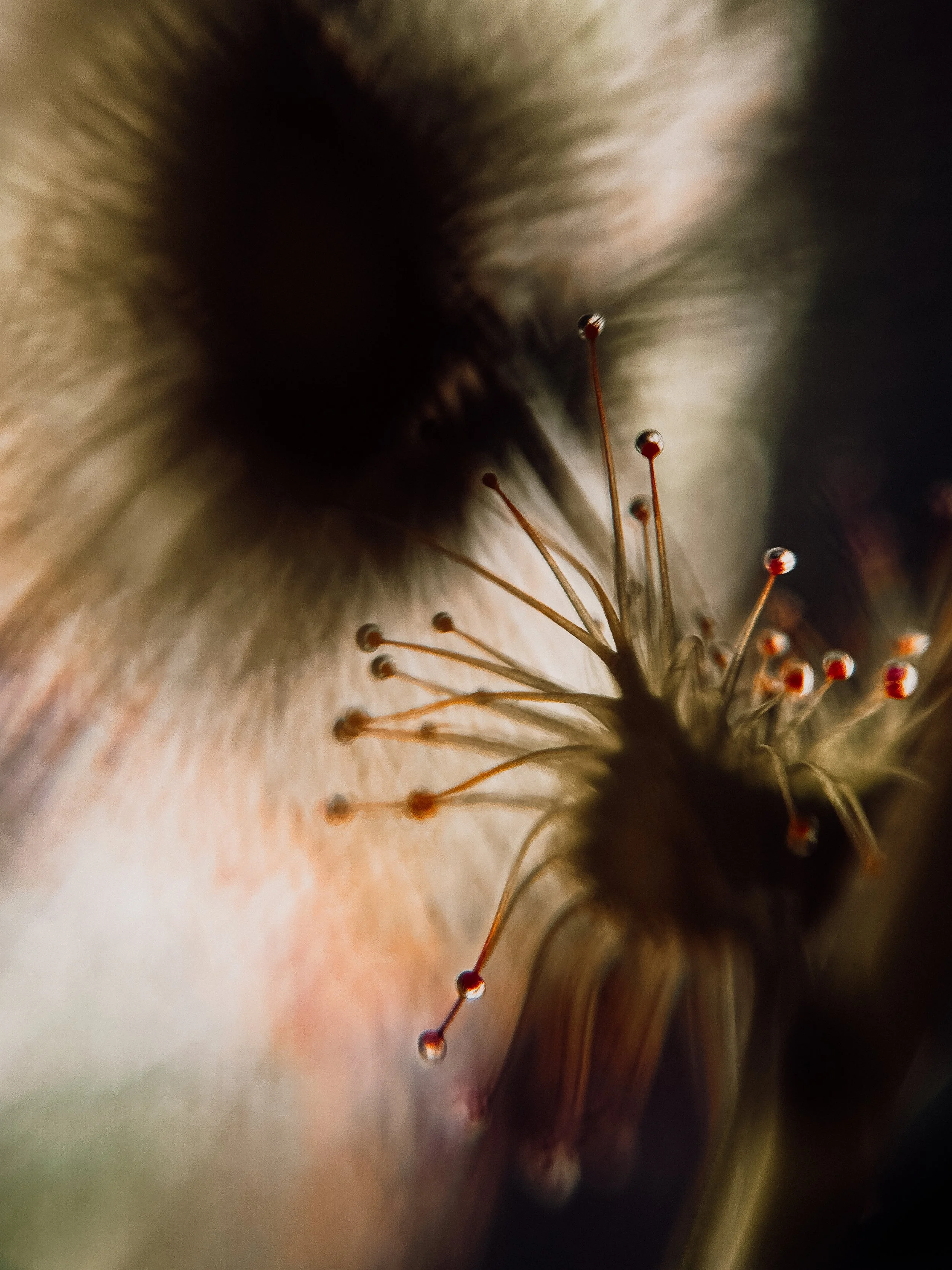 Drosera auriculata V, 2026.