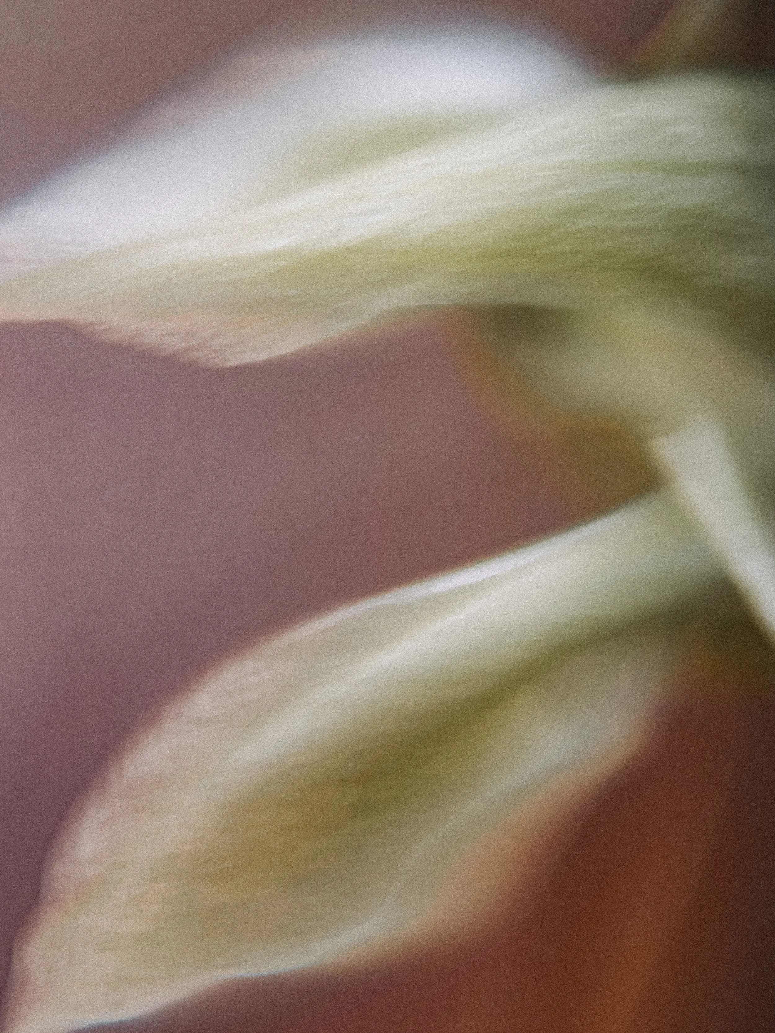 Pterostylus nana II, 2026.