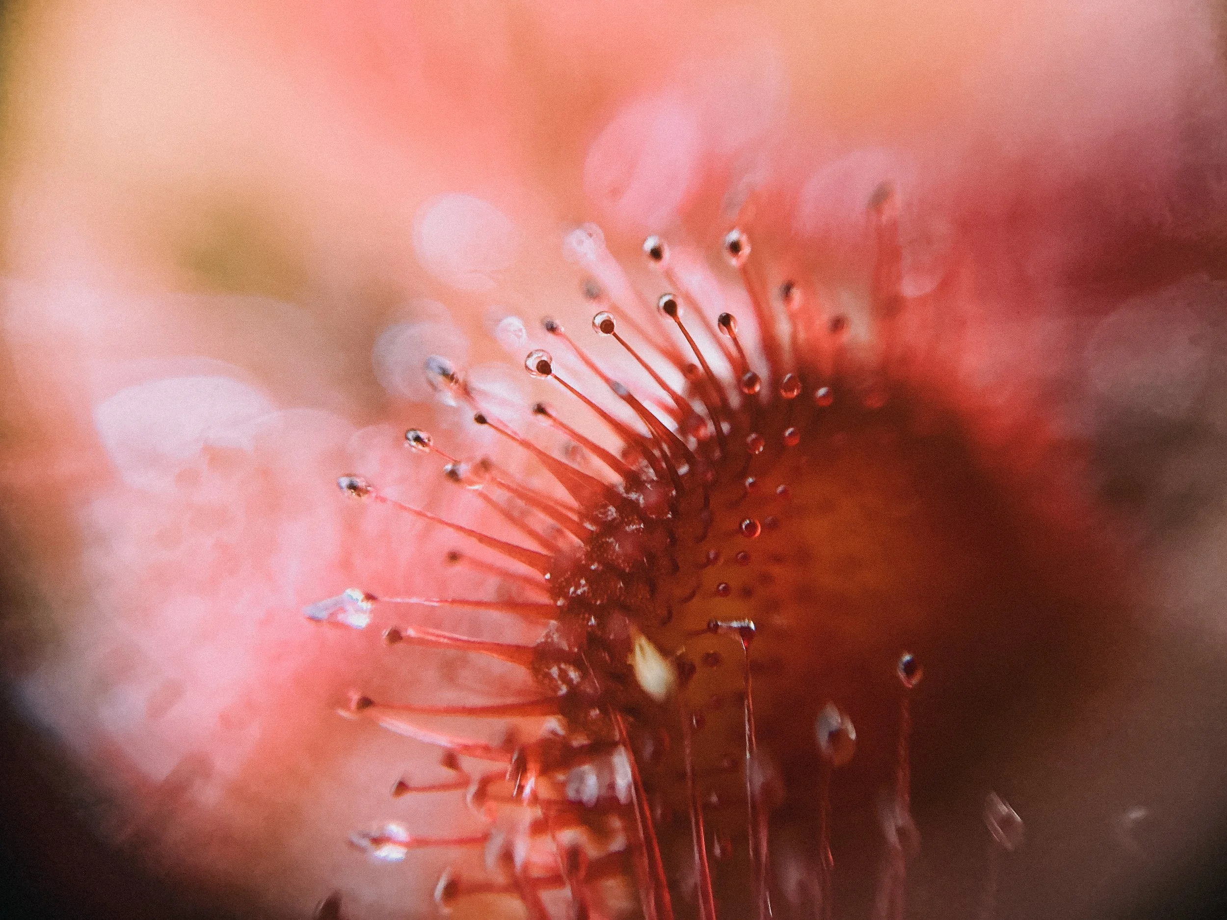 Drosera aberrans, 2026.
