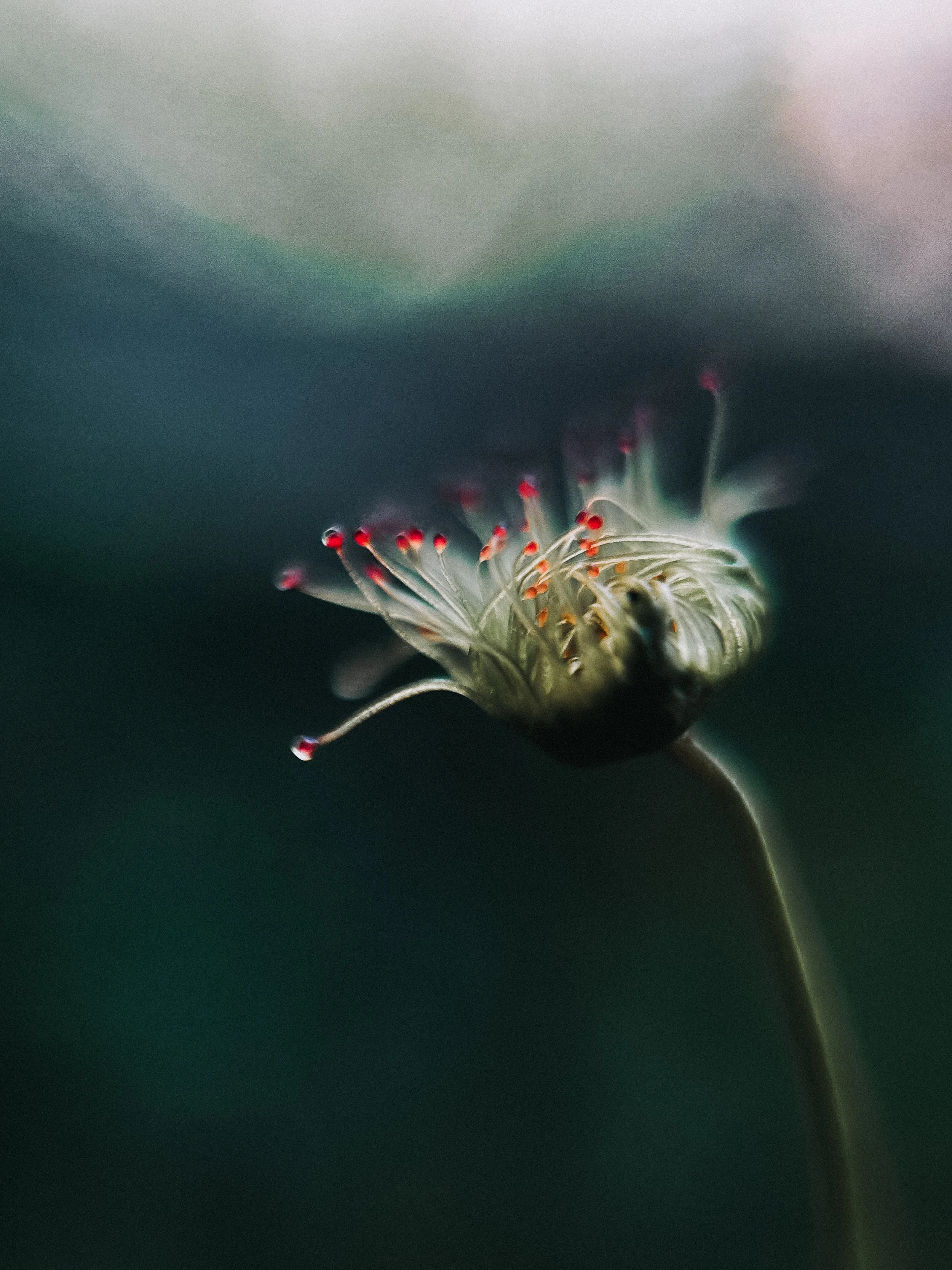 Drosera auriculata VIII, 2026.