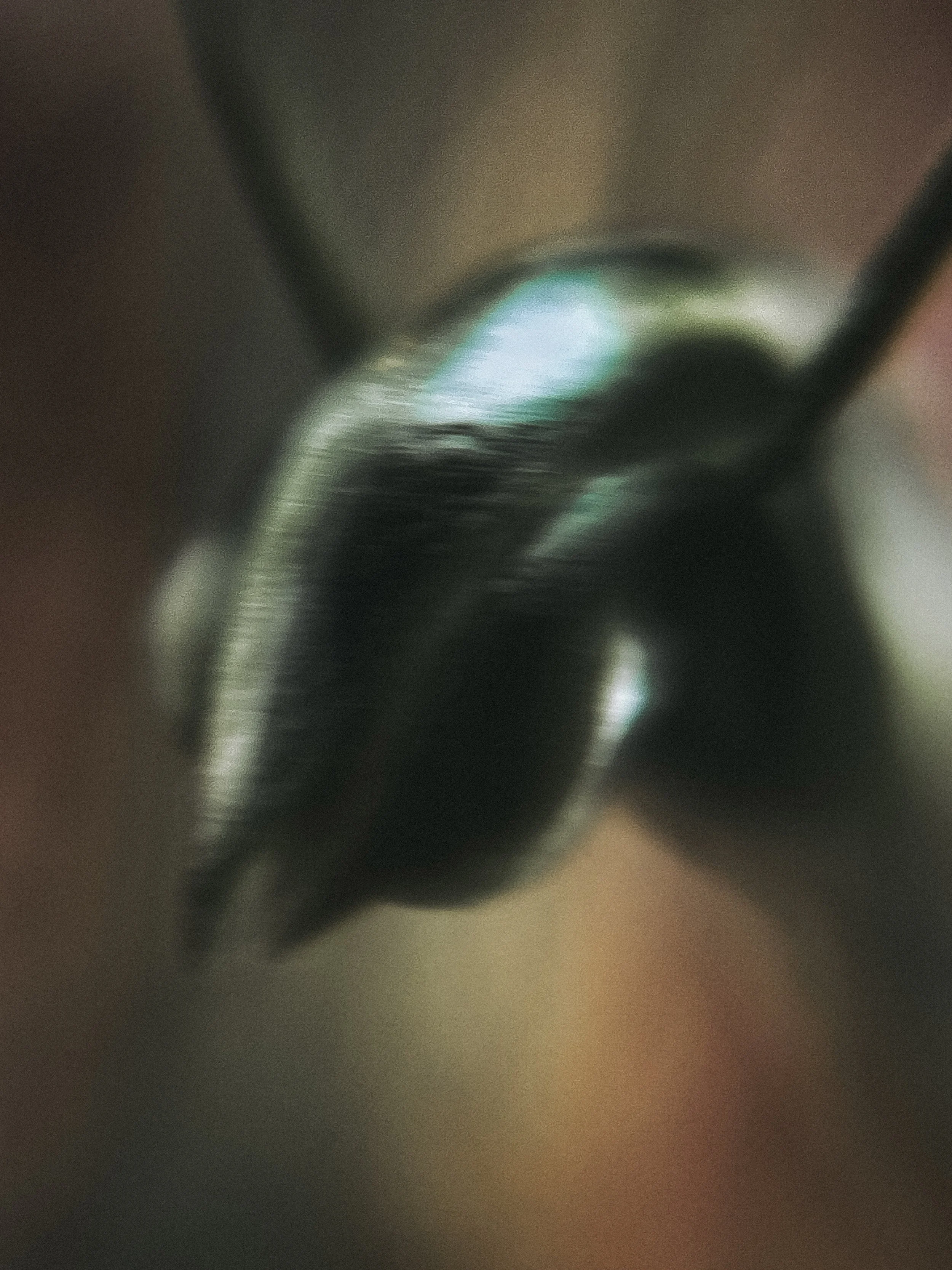 Pterostylus nana IV, 2026.