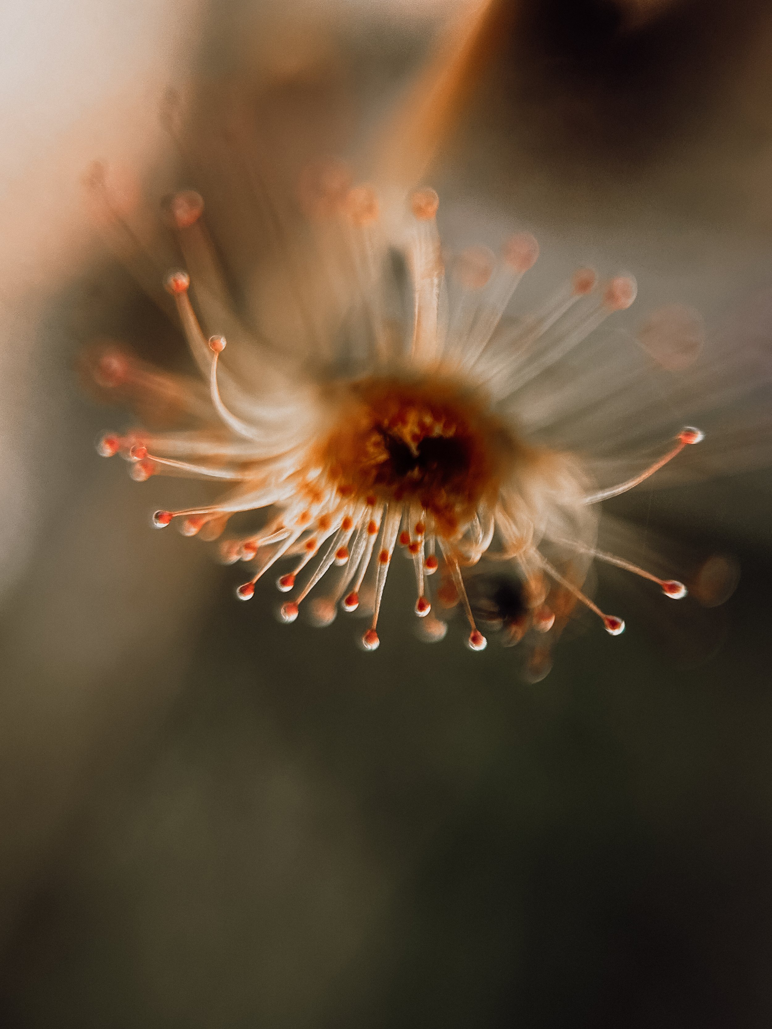 Drosera auriculata II, 2026.