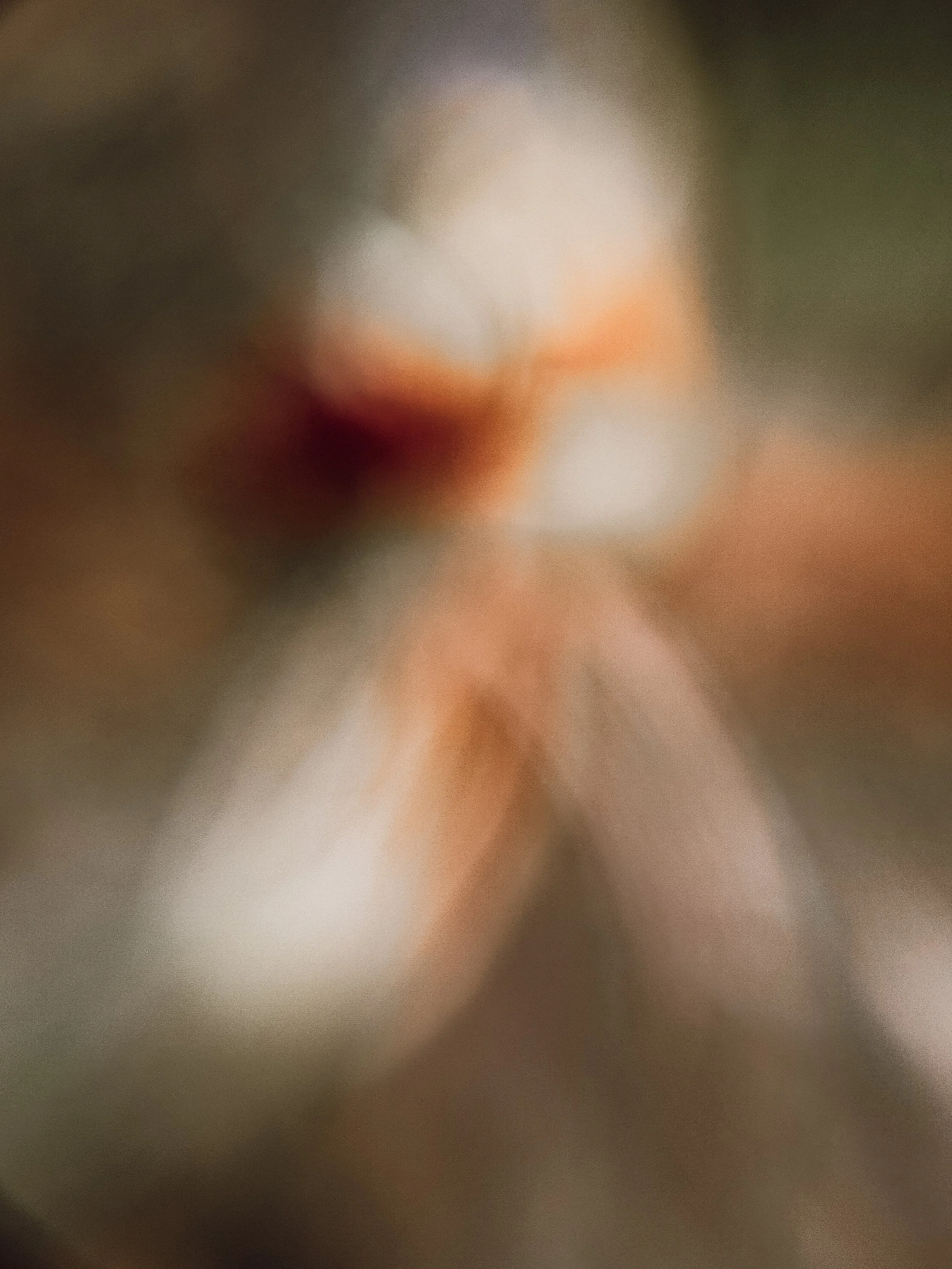 Spider orchid, 2026.
